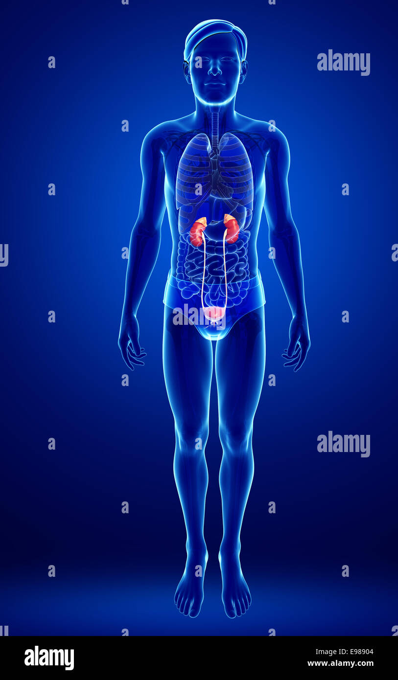 Illustration of Male urinary system Stock Photo - Alamy
