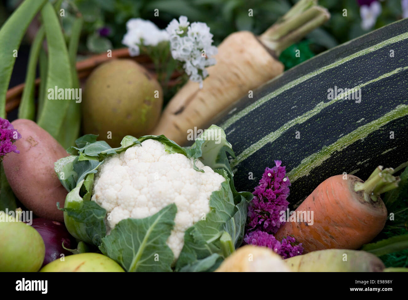 Vegetable Harvest Basket Stock Photo Alamy