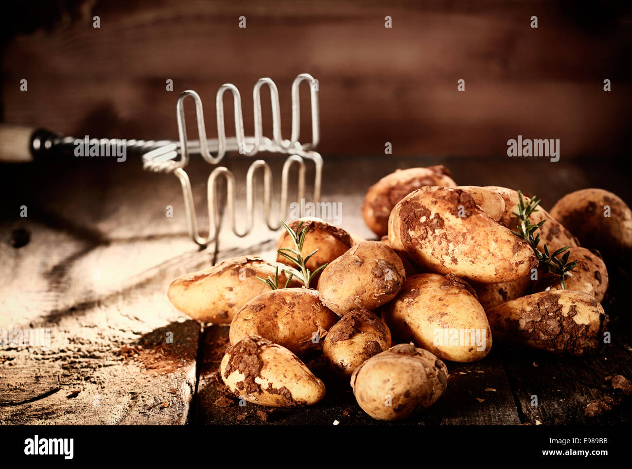 Pile of fresh earthy potatoes with clinging soil and sprigs of rosemary alongside an old retro potato masher Stock Photo