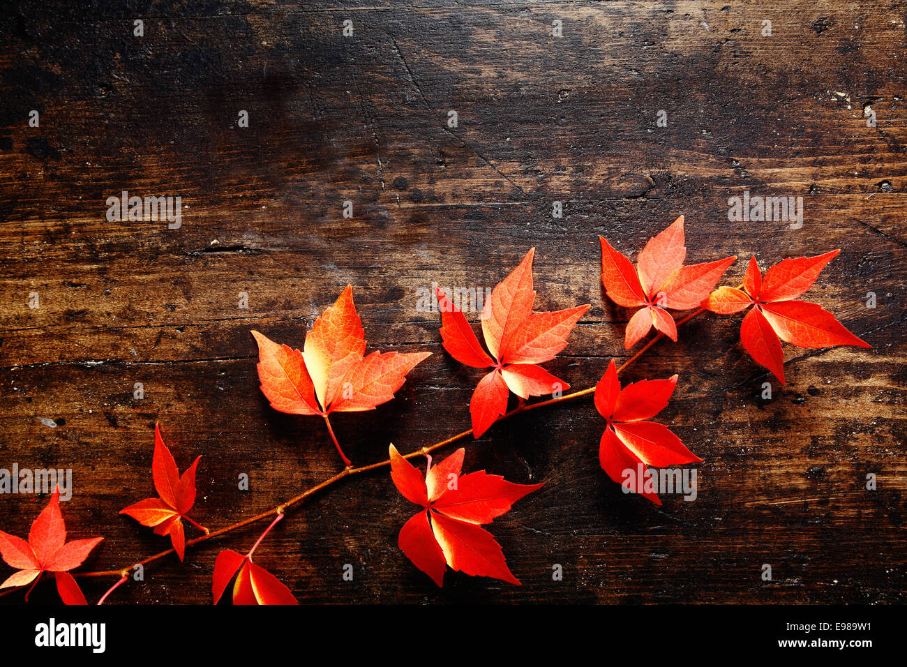 Trailing vine tendril covered in vibrant colourful red autumn virginia creeper leaves against a dark timber background with texture Stock Photo