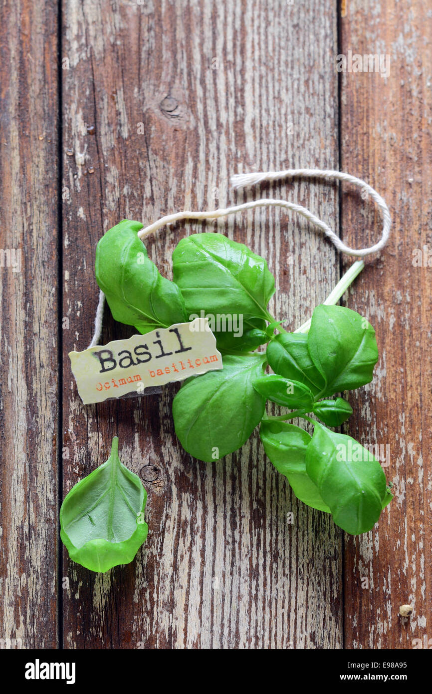 Fresh basil leaves lying on grungy wooden boards with a decorative ...