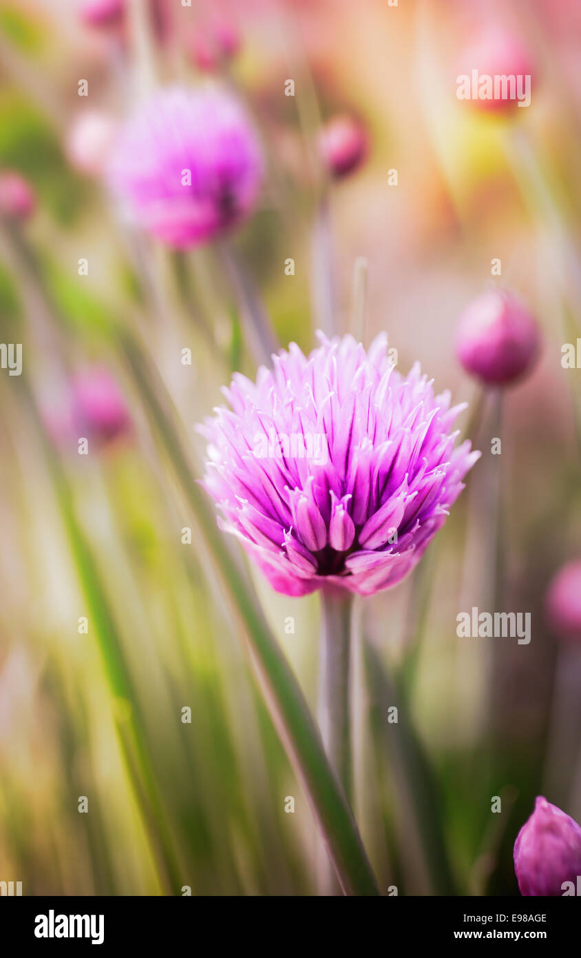 Onion chive flowers hires stock photography and images Alamy