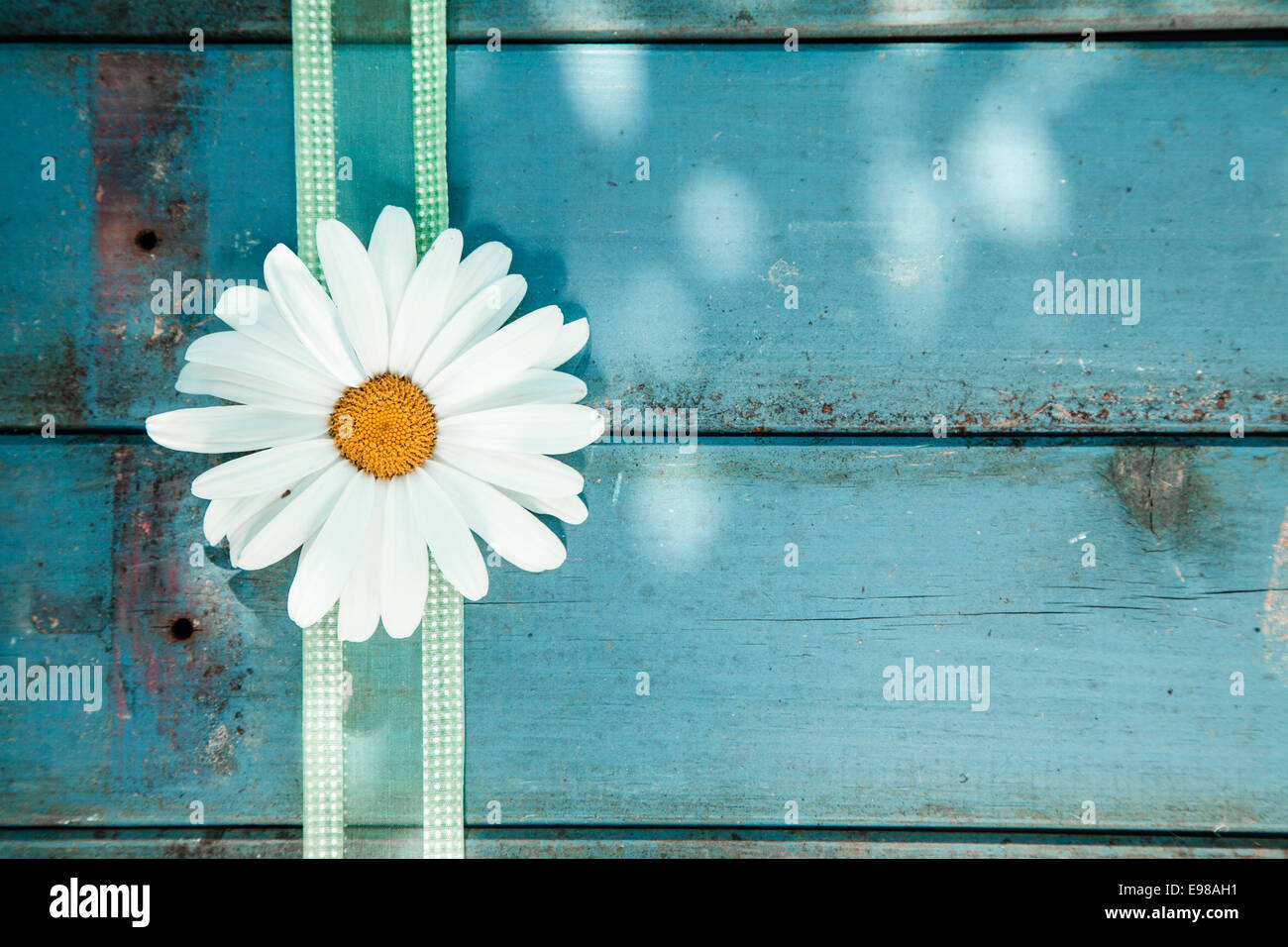 Fresh white summer daisy with a decorative festive ribbon on blue painted wooden planks with copyspace Stock Photo