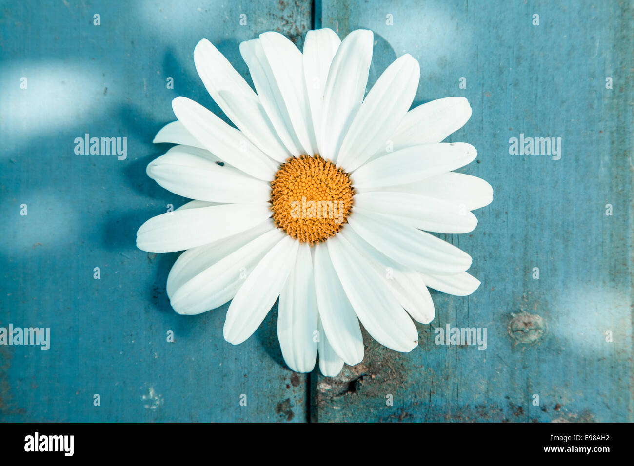 Close-up of a daisy, symbol of innocence, shot from high angle Stock Photo