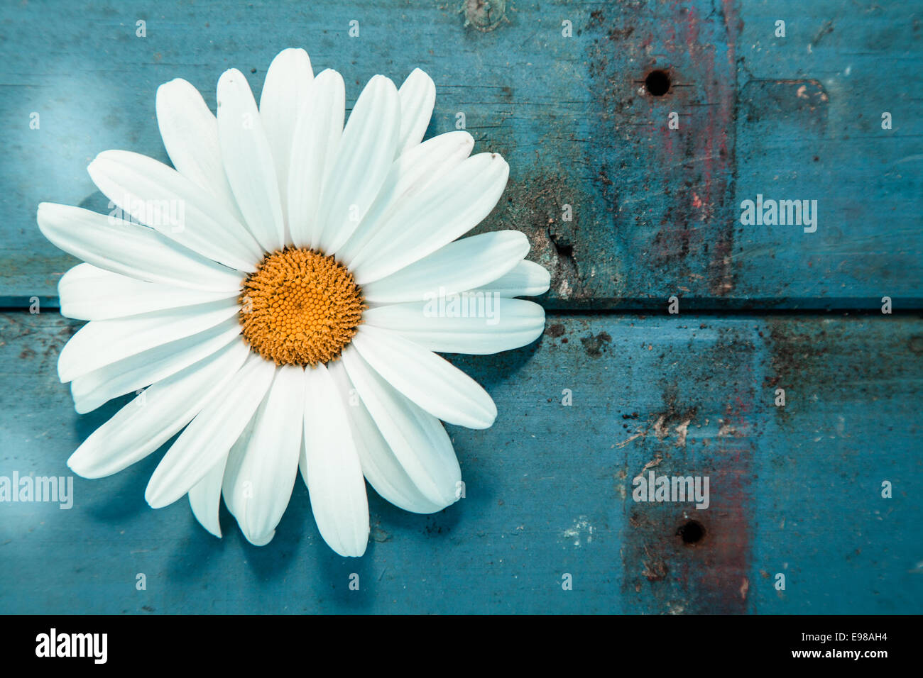 Close-up of a daisy on a worn wooden surface painted in blue, shot from high angle Stock Photo