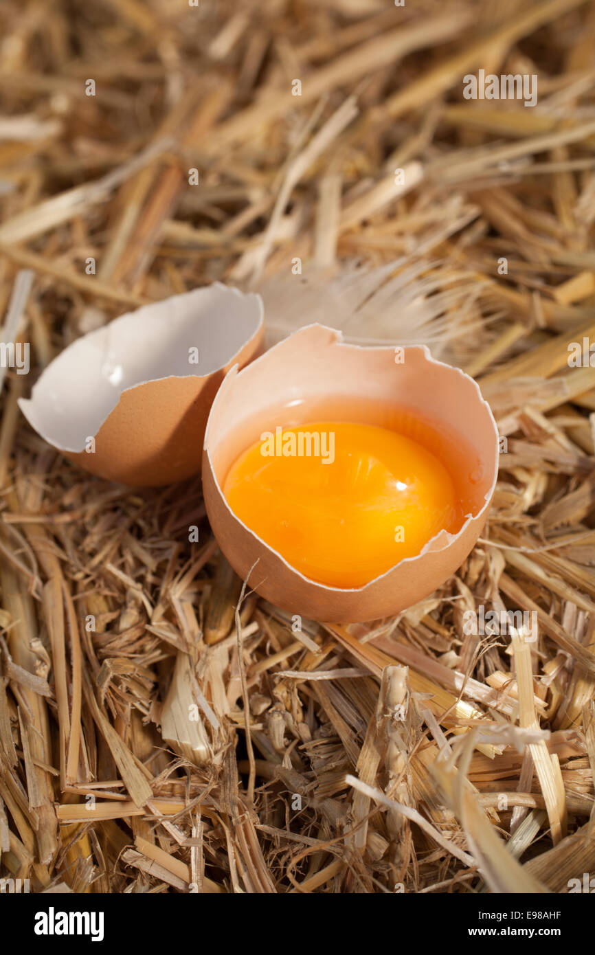 High angle view of a fresh yellow egg yolk in an eggshell nestling in clean straw in a farmyard with a chicken feather Stock Photo