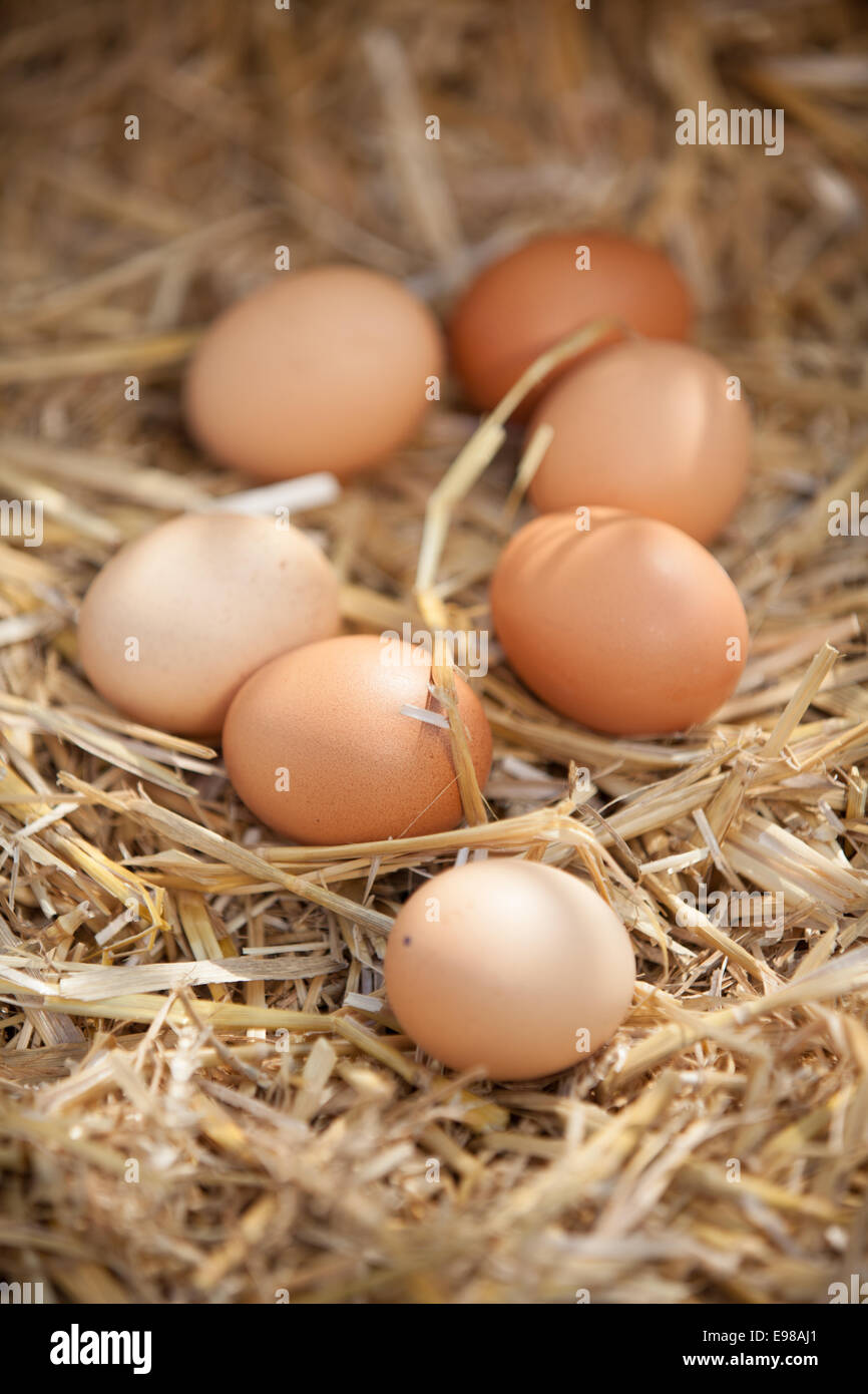 Rustic close-up of nutritious brown eggs, on straw Stock Photo