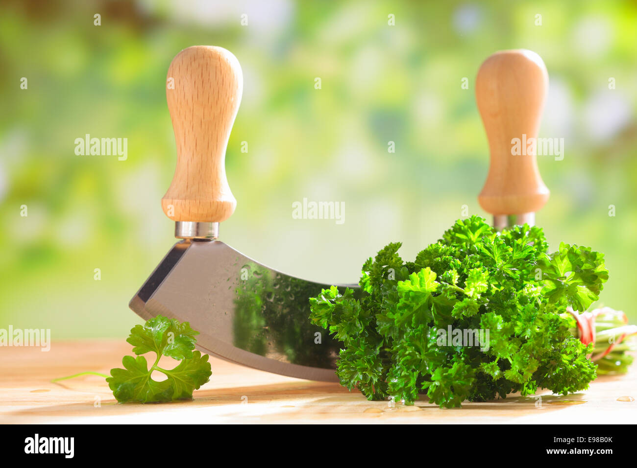 Bunch of fresh green crinkly leaf parsley lying outdoors on a wooden table in the sunshine with a chopping blade Stock Photo