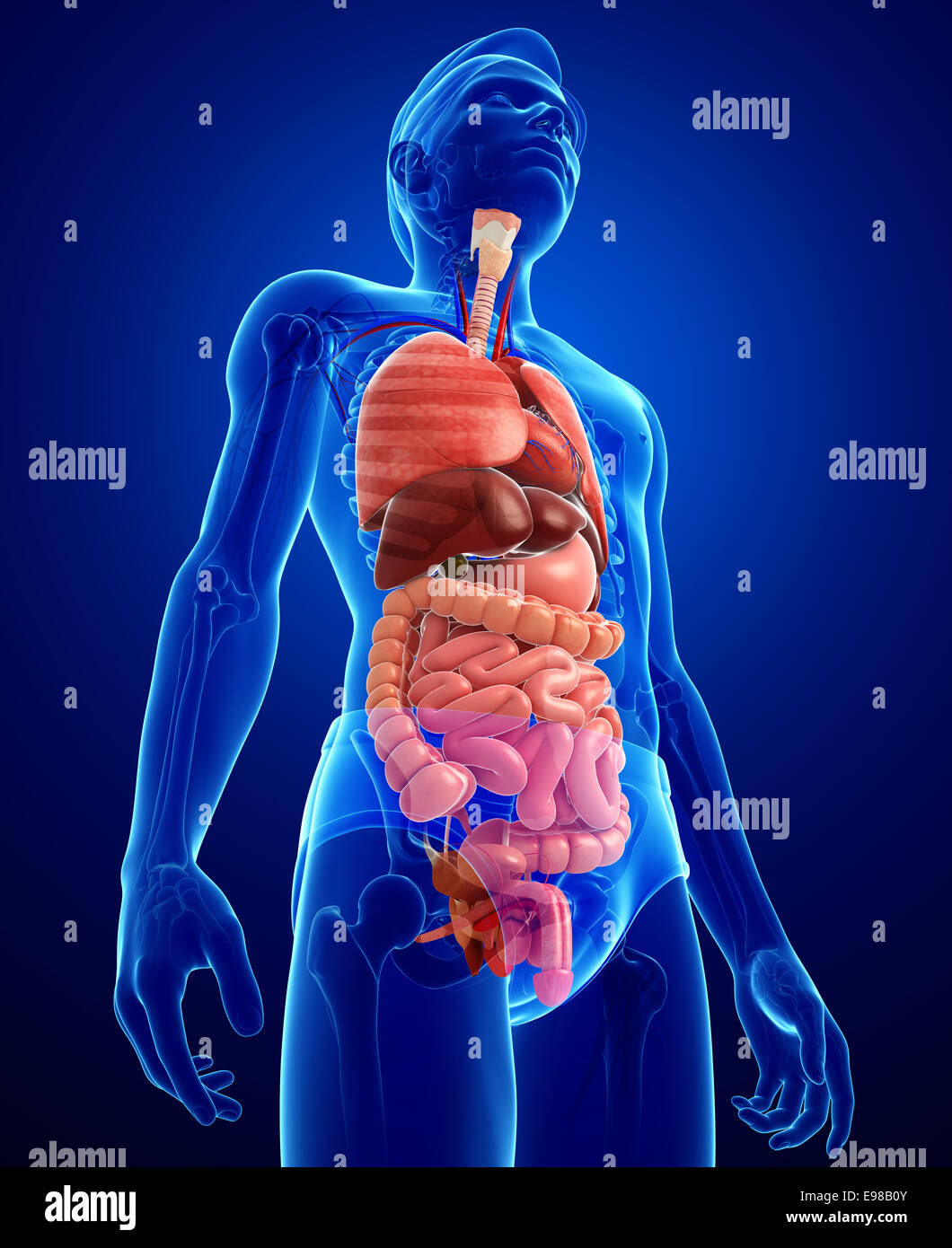 Illustration of male digestive system artwork Stock Photo - Alamy