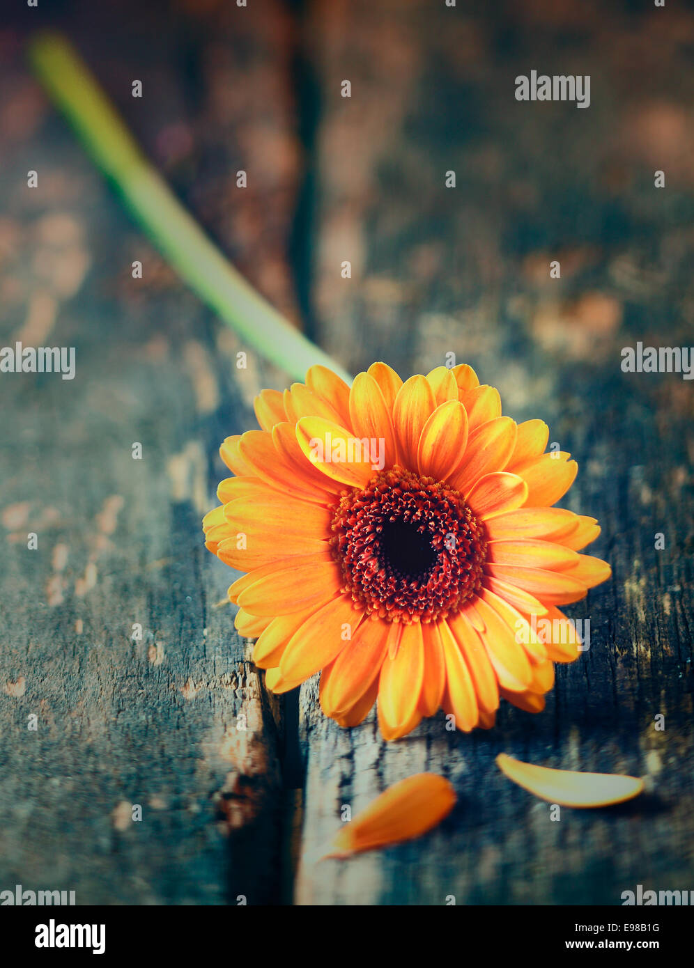 Single bright colourful yellow gerbera daisy lying on a piece of old wood, overhead view with shallow dof Stock Photo