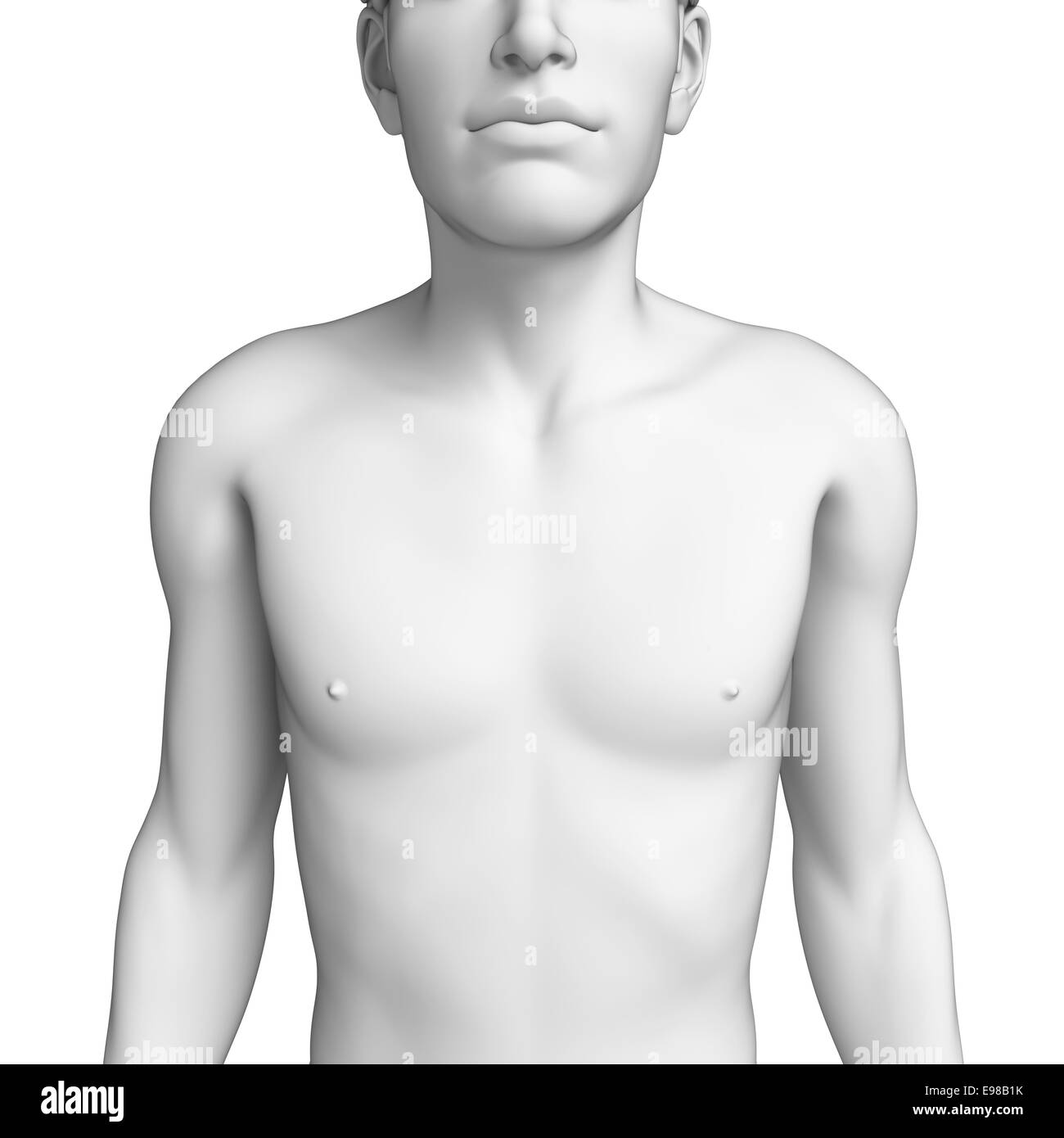 male chest anatomy