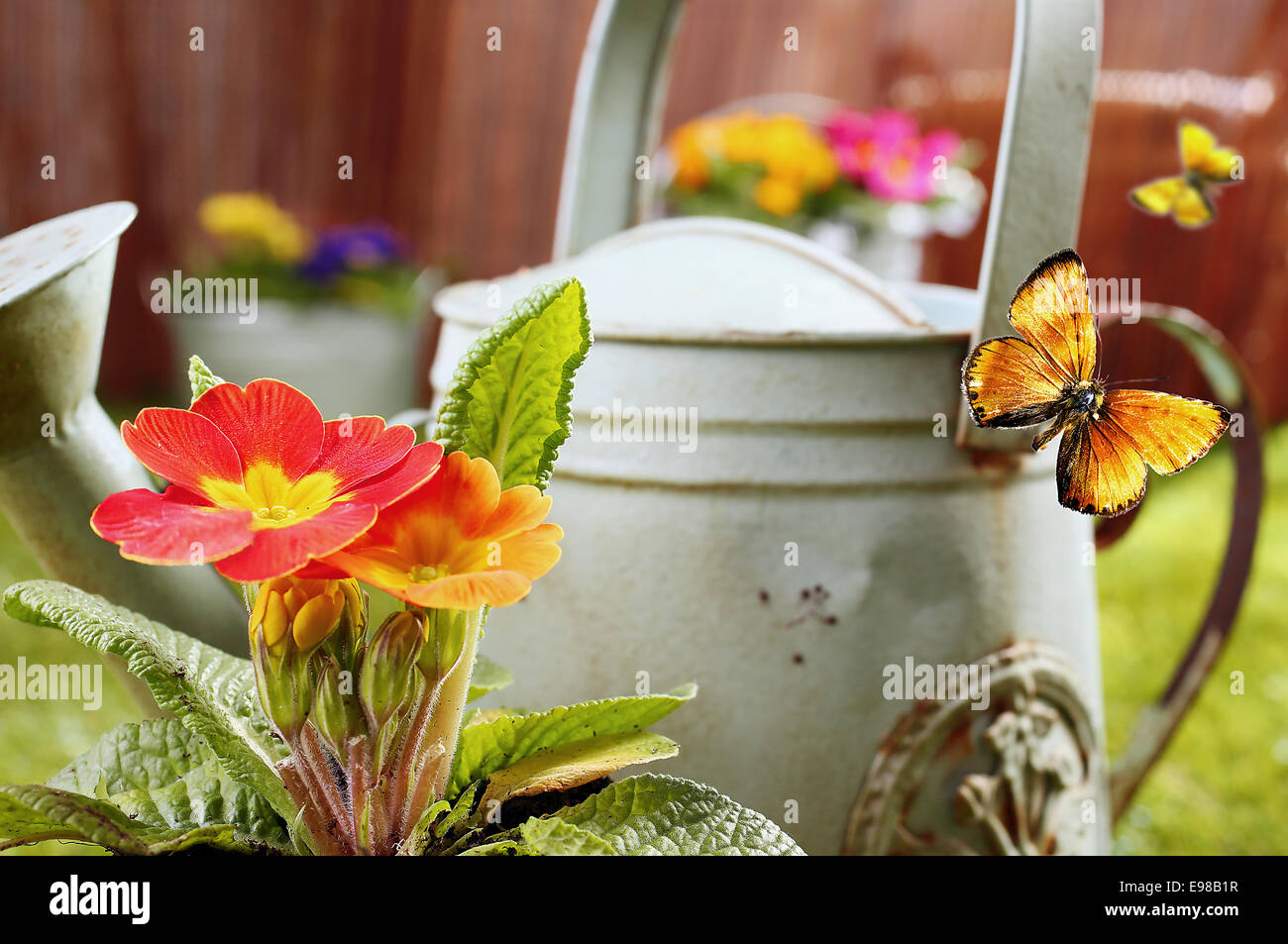 Conceptual image of a summer country garden with an old retro metal watering can, vivid orange ornamental flowers and flying butterflies with shallow dof Stock Photo