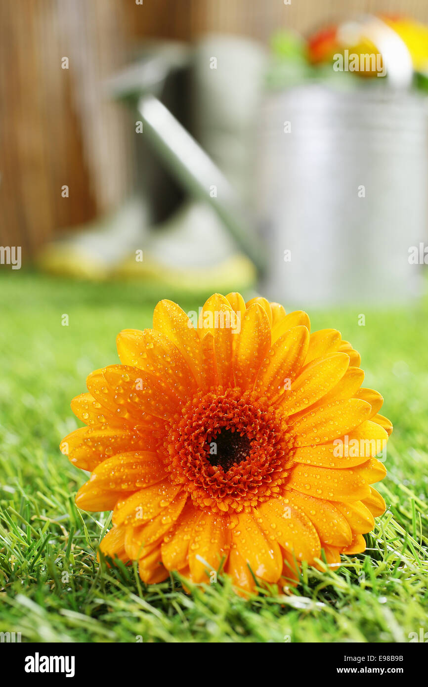Colourful yellow summer Gerbera daisy with moisture clinging to the petals lying on a green lawn in the garden with shallow dof Stock Photo