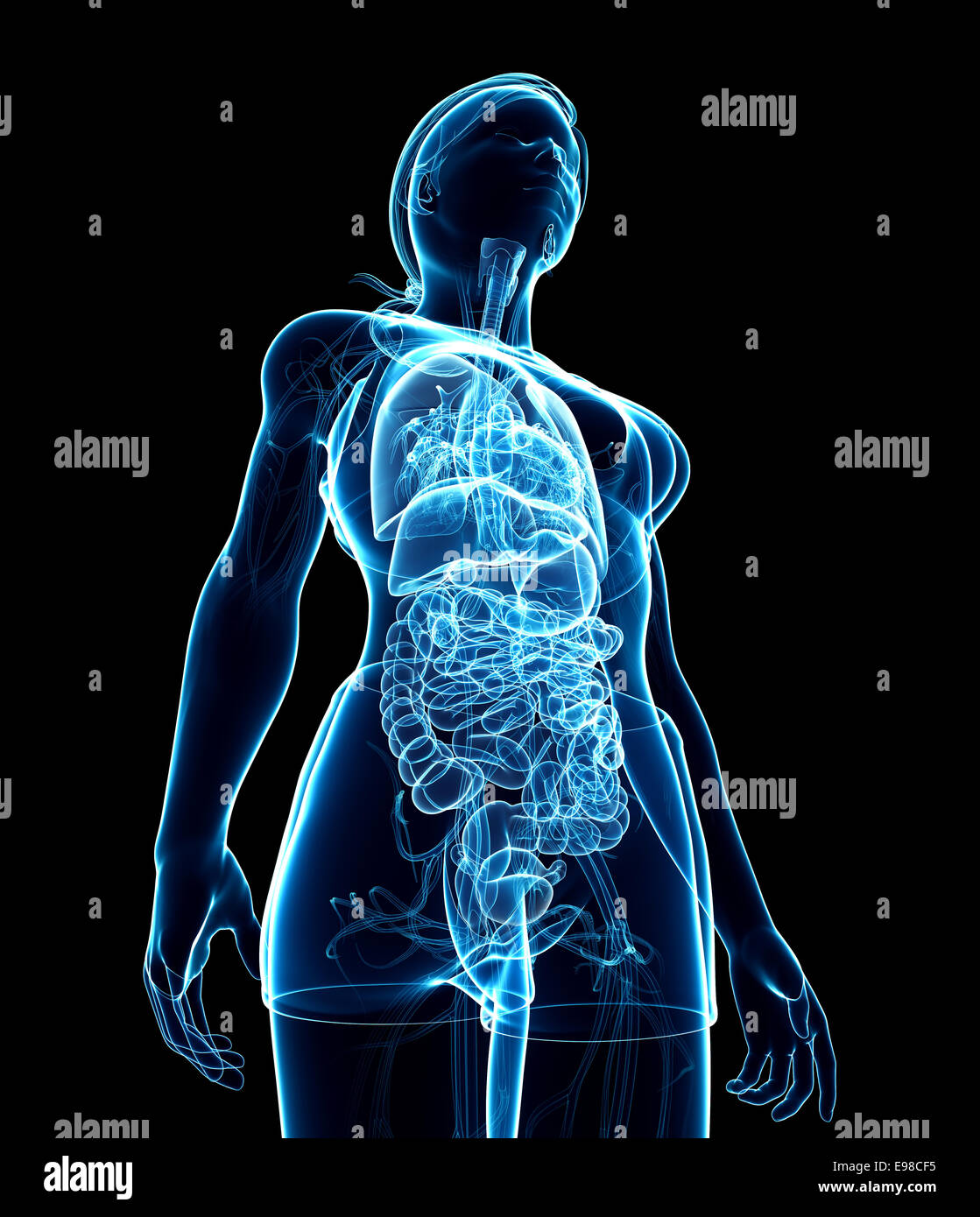 Illustration of female digestive system x-ray artwork Stock Photo - Alamy