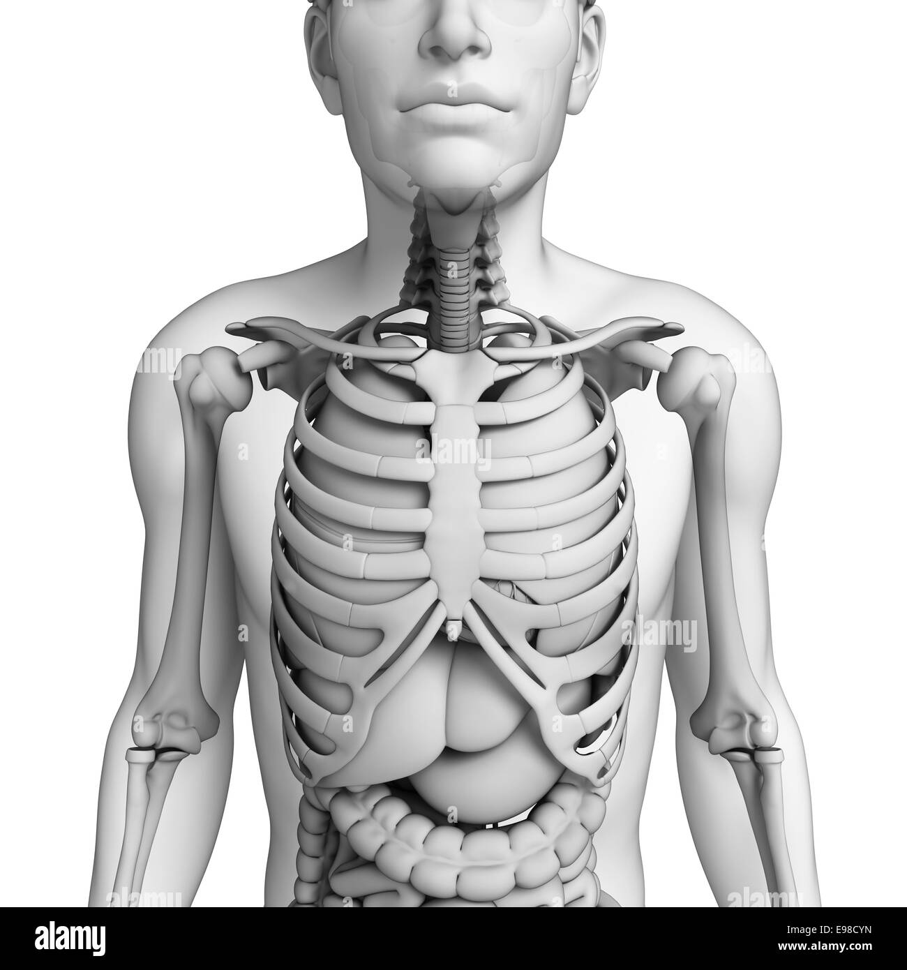 Illustration of male digestive system Stock Photo