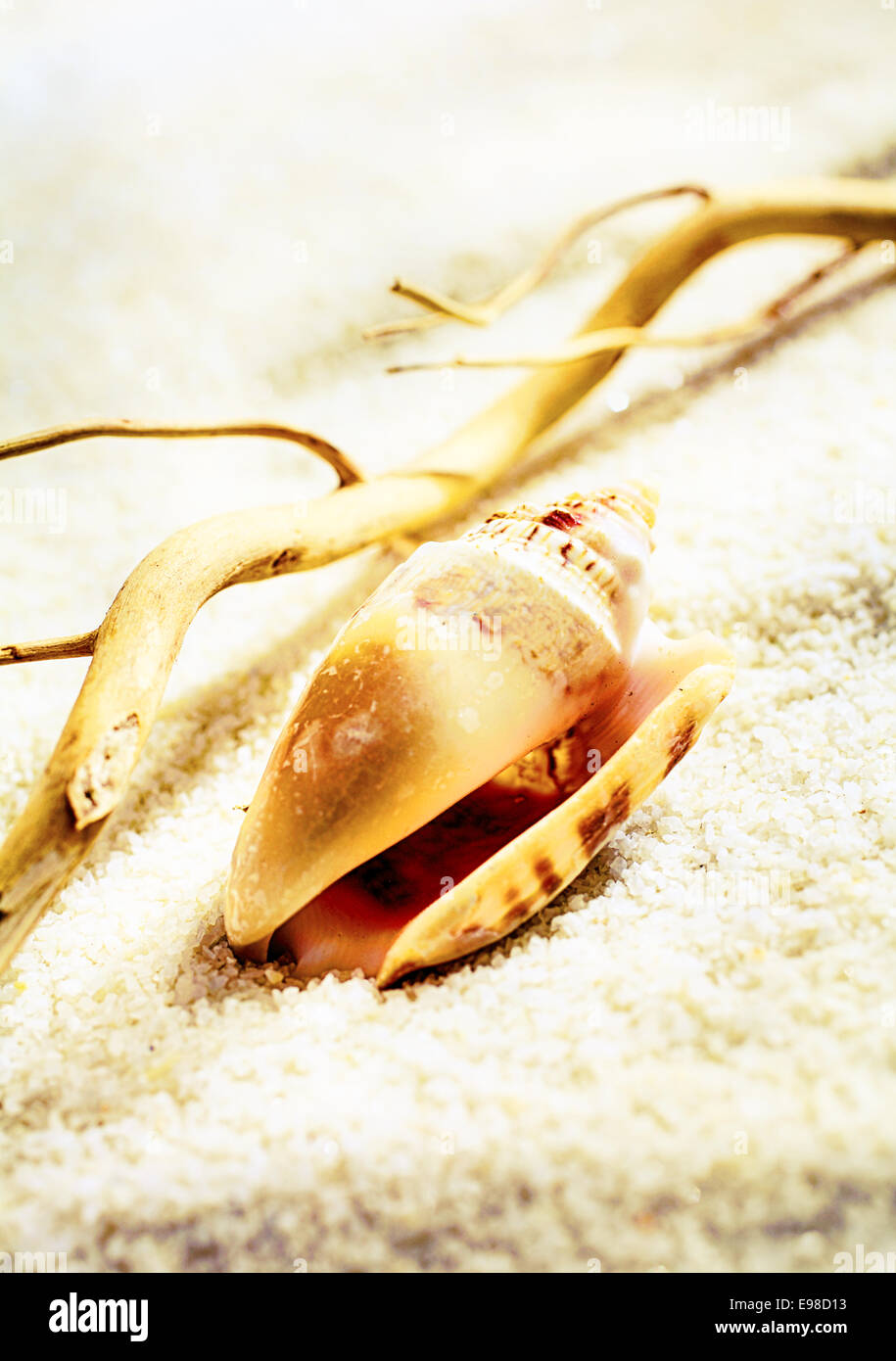 Driftwood and a seashell lying nestled in golden beach sand conceptual of a summer vacation Stock Photo