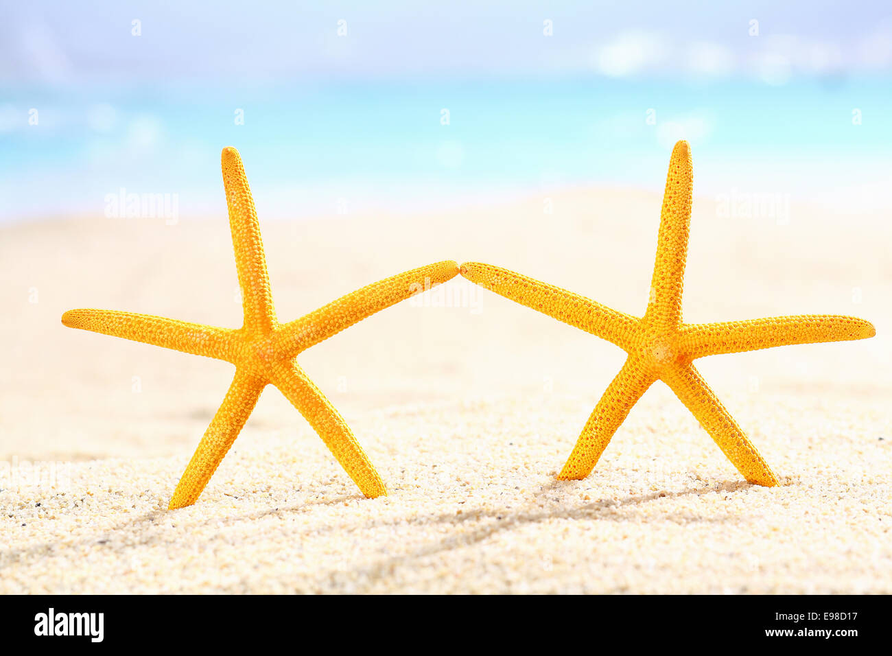 Couple of starfish on the beach standing upright in the sand as though holding hands on a summer vacation Stock Photo