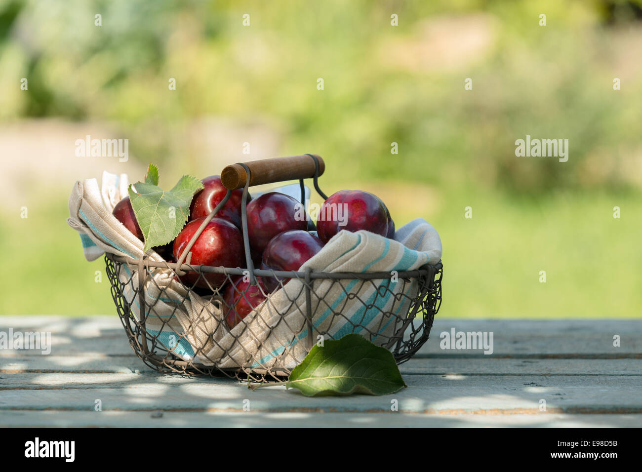 Wire basket of freshly picked red plums nestling in a folded napkin on display on an outdoor wooden table at a farmers market Stock Photo