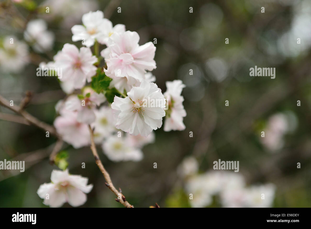 Autumnalis cherry blossom tree hi-res stock photography and images - Alamy