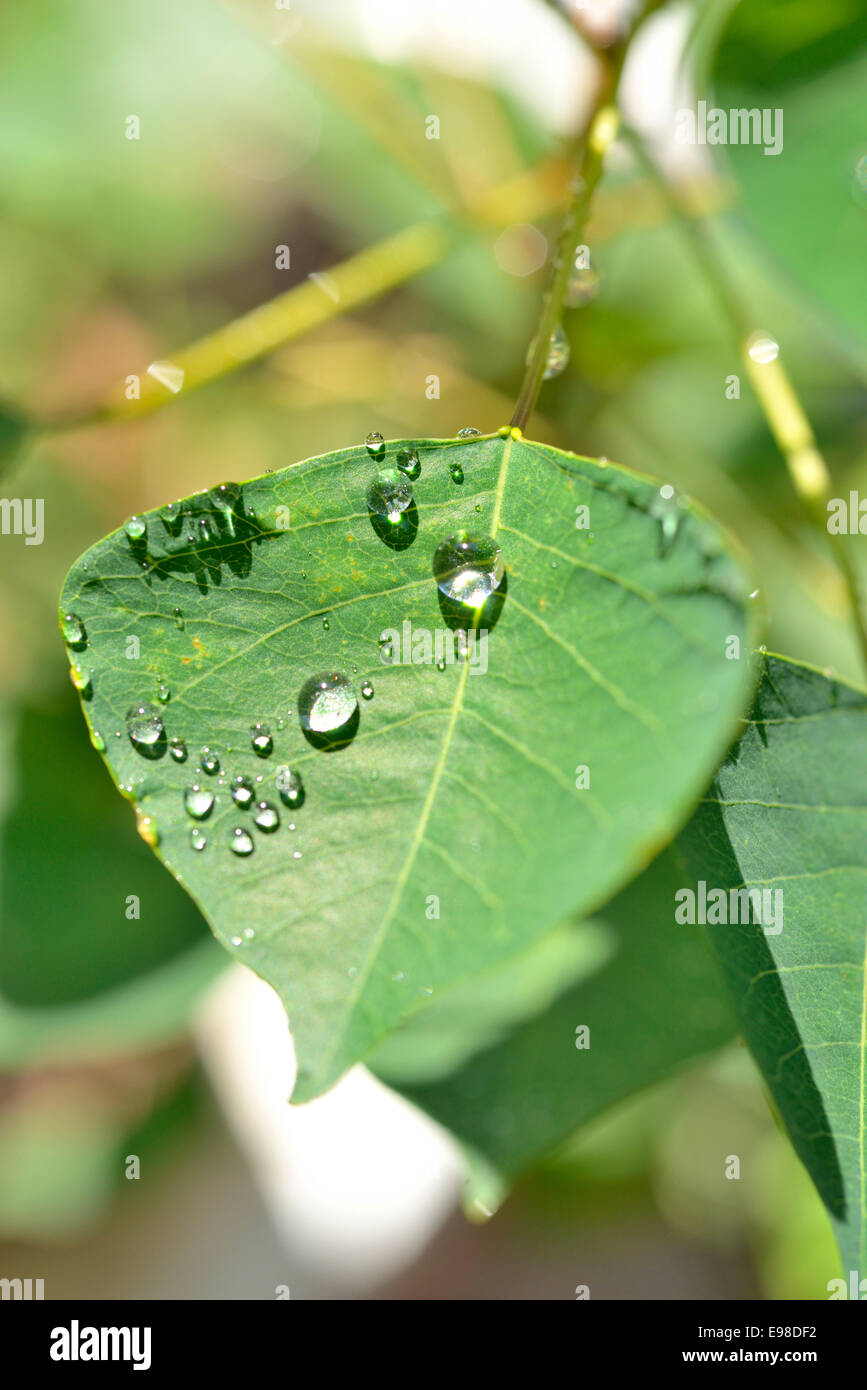 Water drops on green leaf Stock Photo