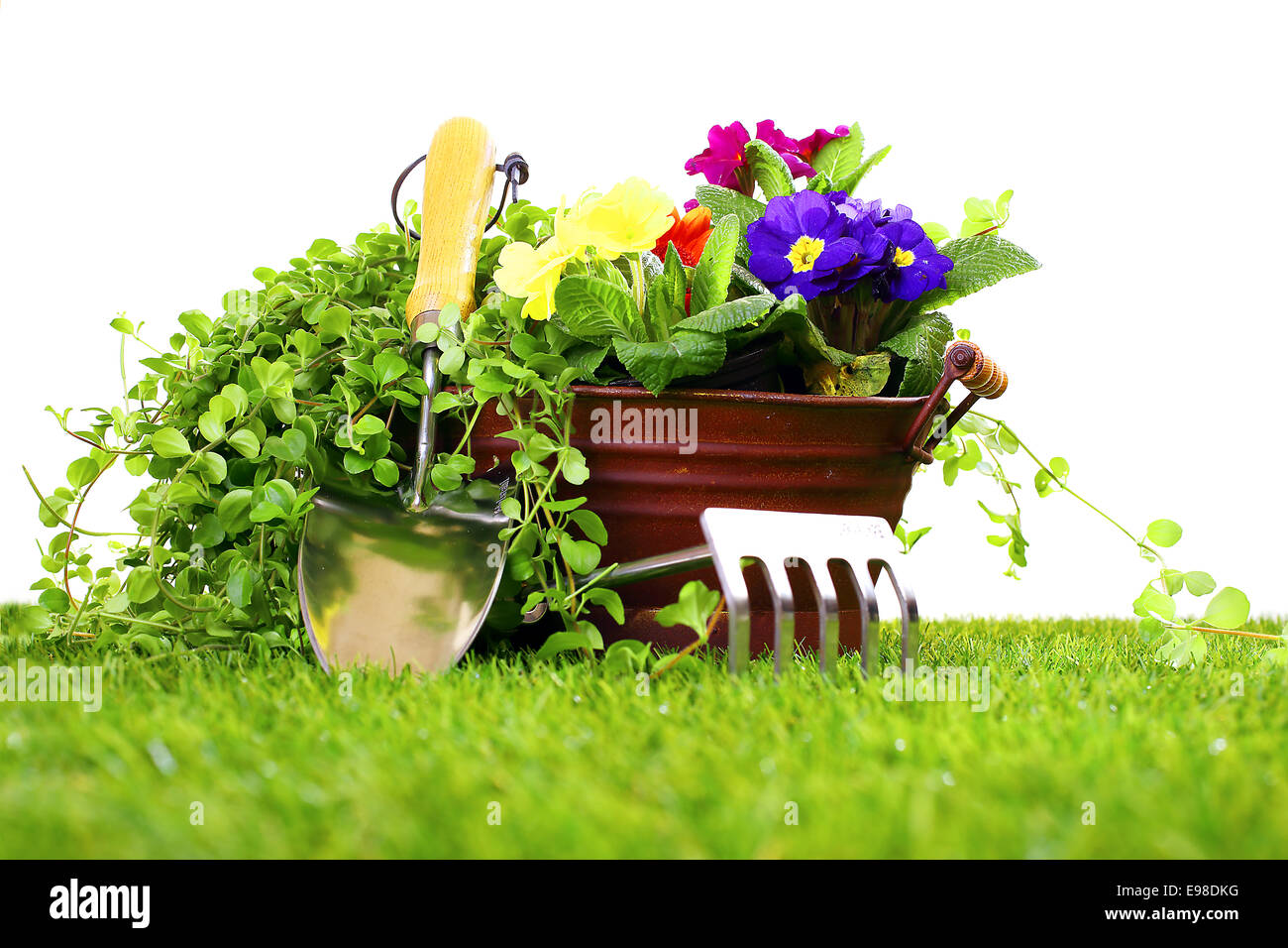 Gardening tools like a cultivator, trowel and a metal flower vase with pansies on a green lawn and white background Stock Photo