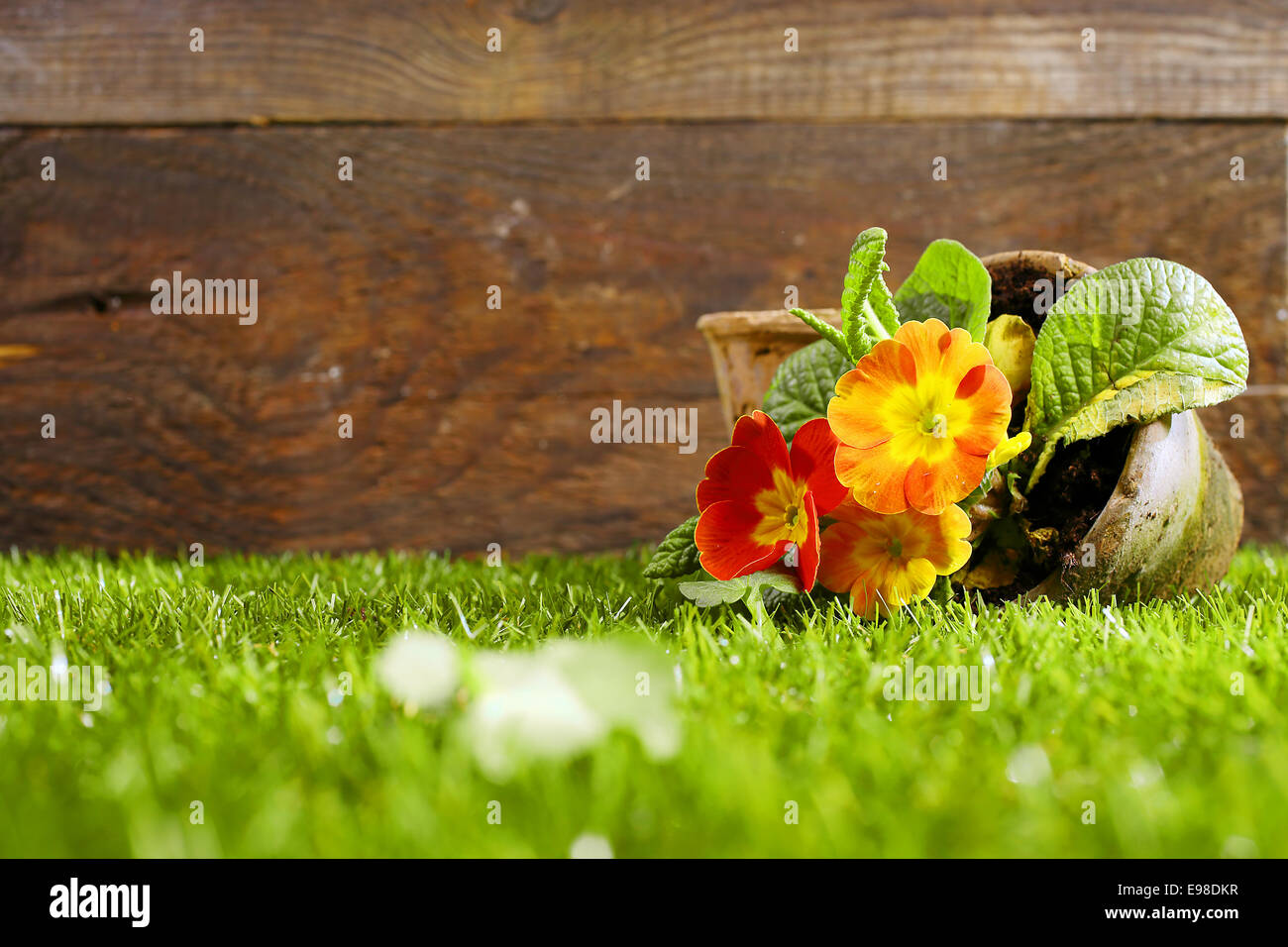 Upended flower pot with colourful orange flowers lying on its side on a neatly trimmed green lawn against a wooden wall Stock Photo
