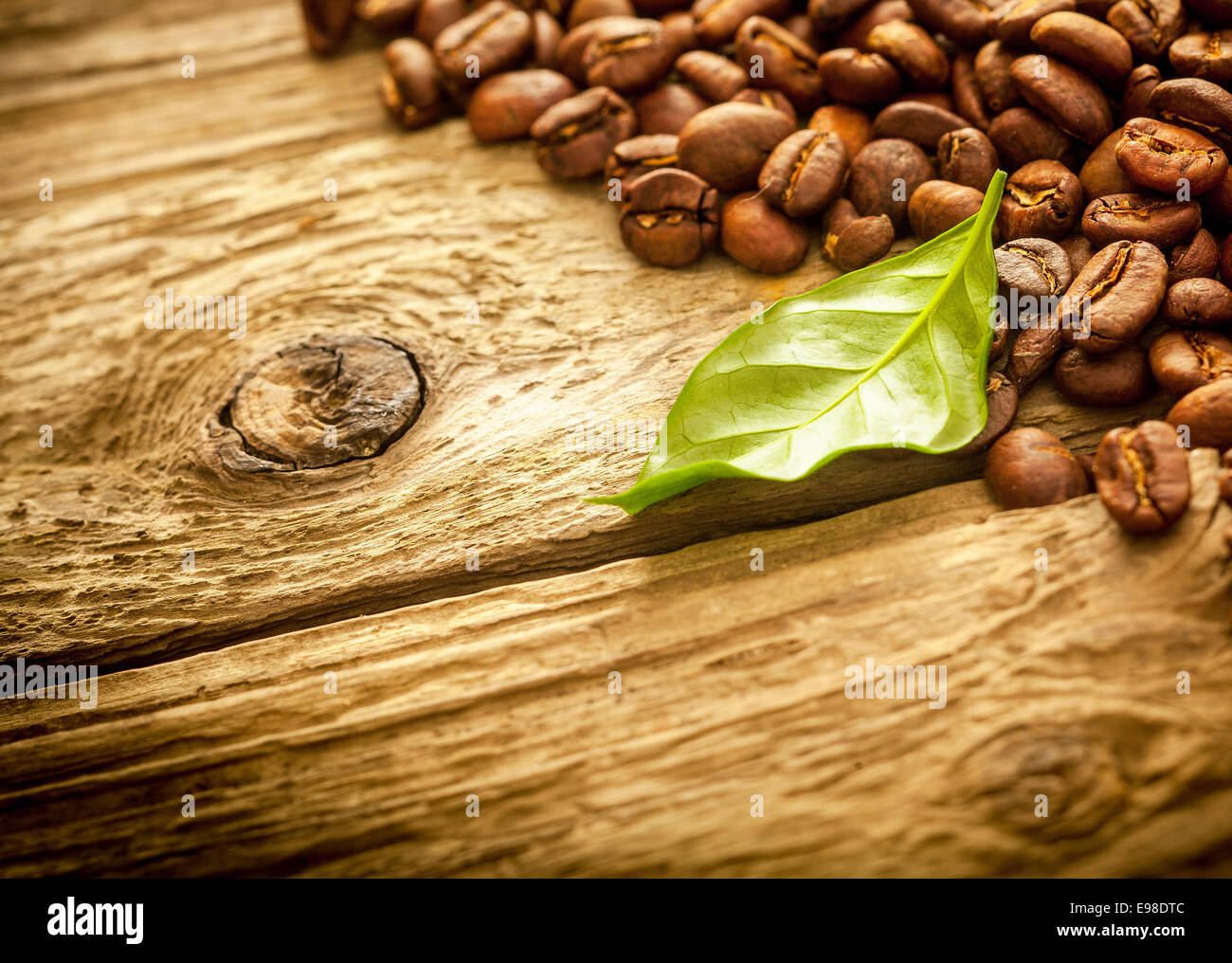Coffee leaf rust фото 45