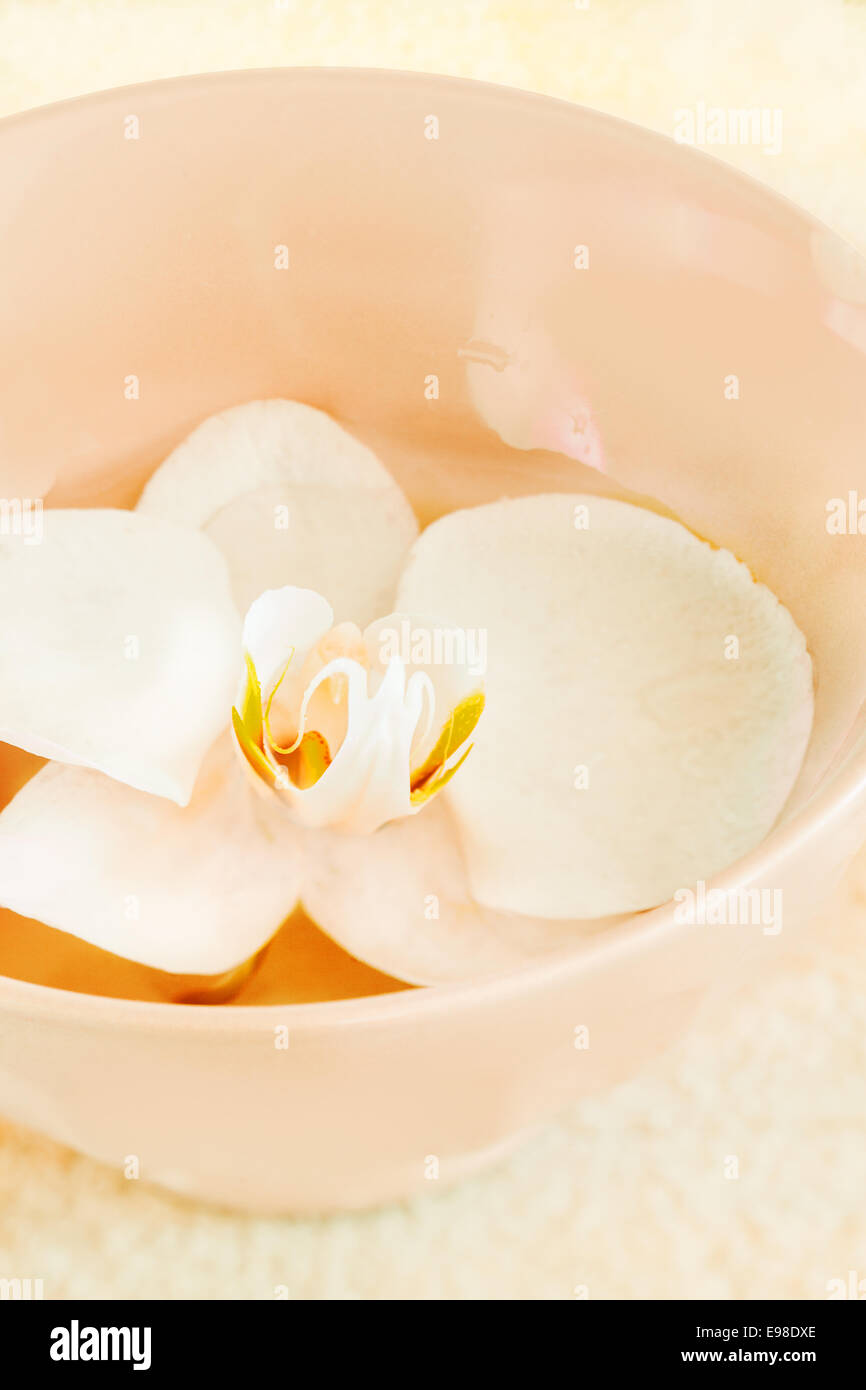 Fresh pure white orchid floating on water in a ceramic bowl conceptual of spa treatments, therapy, alternative healthy, luxury and wellness Stock Photo