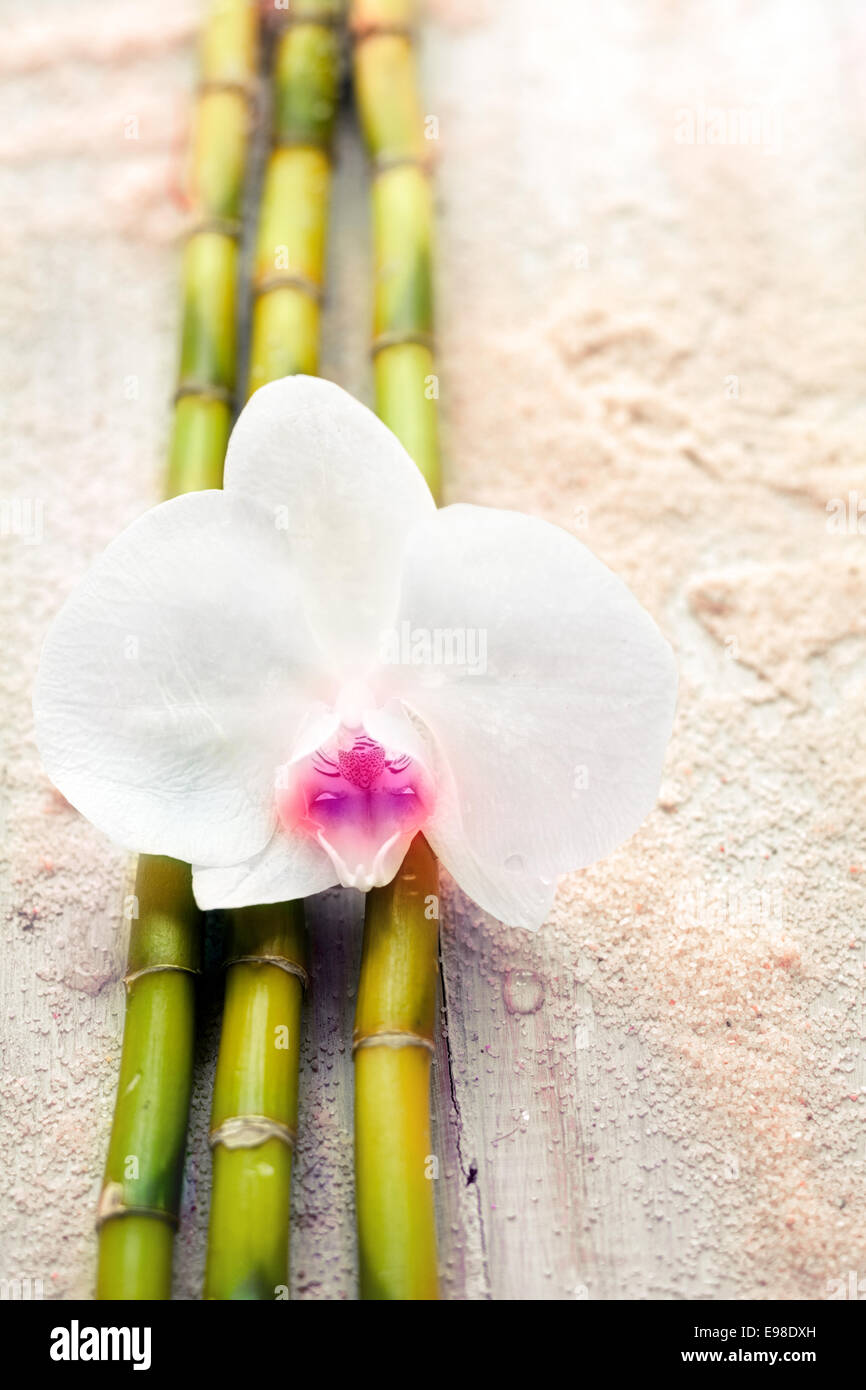 Beautiful fragile white orchid and bamboo on beach sand conceptual of wellness, alternative medicine and spa treatments Stock Photo