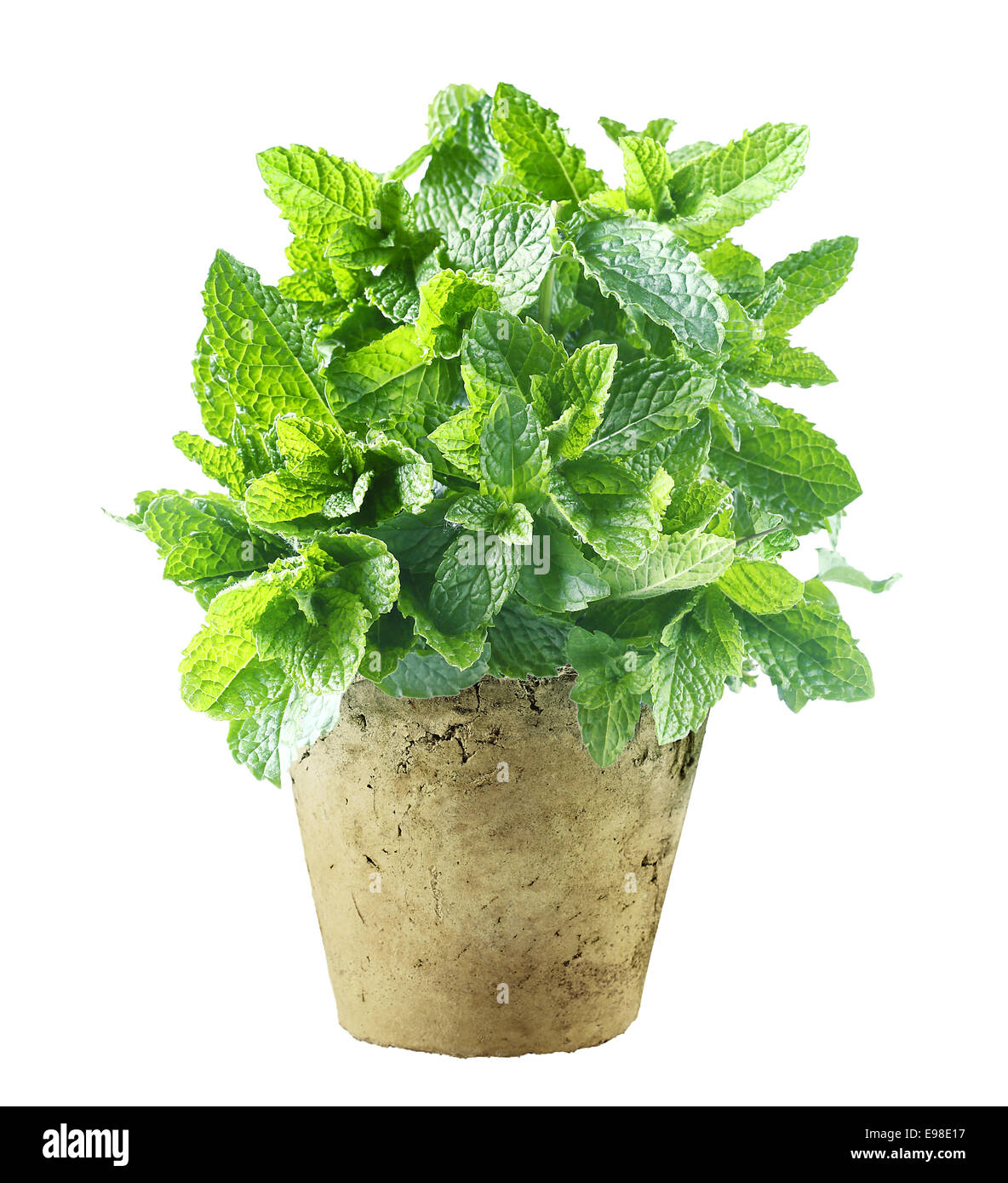 Fresh mint growing in a flowerpot to ensure the freshest ingredients in the kitchen for cooking and garnish Stock Photo