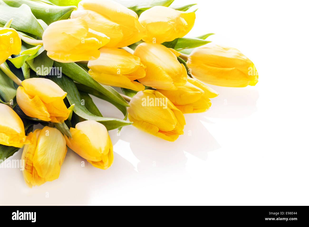 Bouquet of vibrant yellow fresh tulips lying on a white background with copyspace for your anniversary or birthday wishes Stock Photo