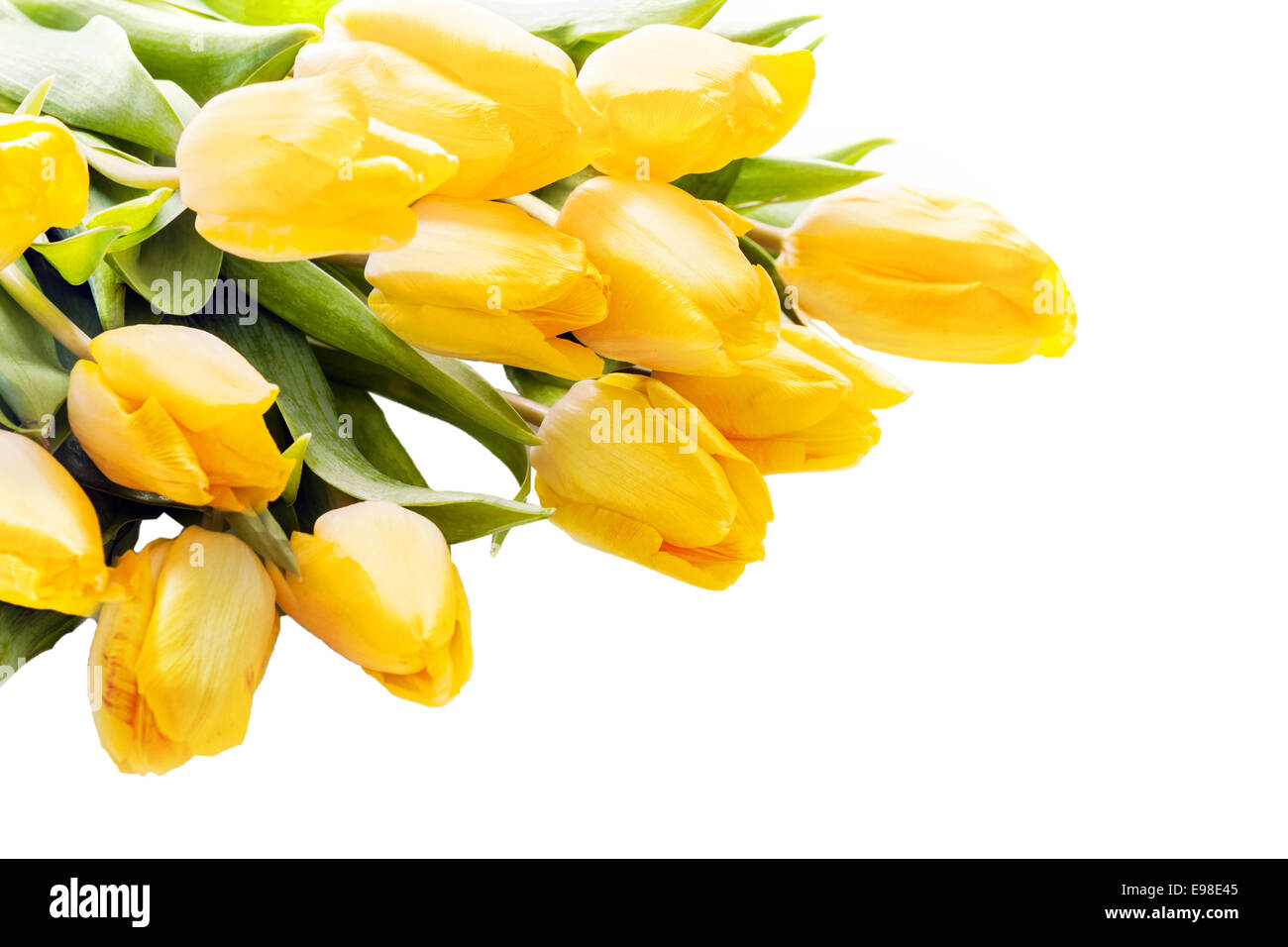 Bouquet of beautiful vivid yellow tulips lying diagonally from the top left corner on a white background with copyspace for your greeting or text Stock Photo