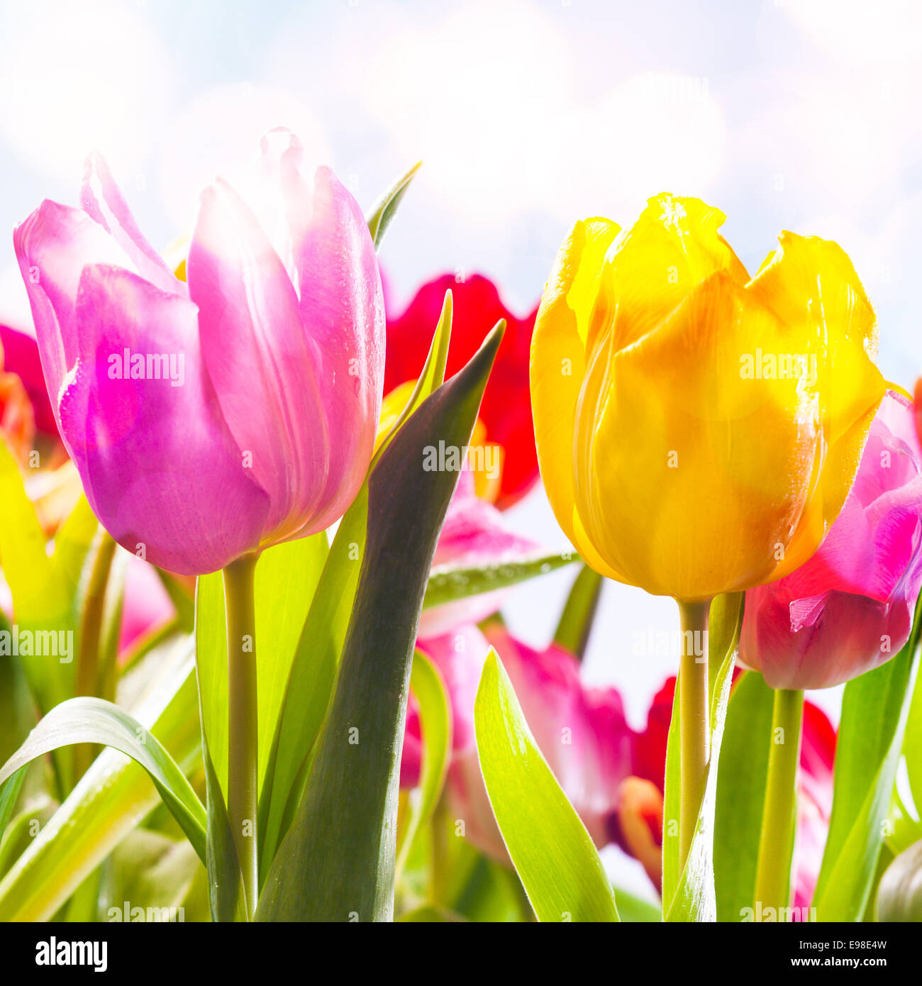 Closeup of two vibrant fresh pink and yellow tulips growing outdoors in a flowerbed in spring sunshine symbolic of the season , Stock Photo