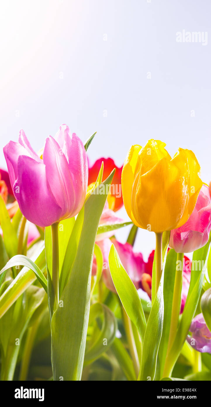 Pretty fresh pink, yellow and red tulips flowering in a field in hot spring sunshine, low angle view of the plants with their leaves Stock Photo
