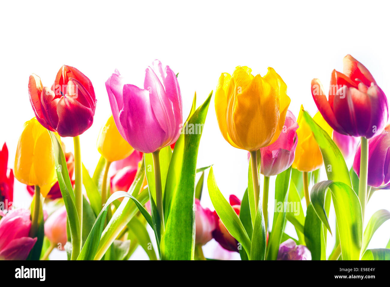 Vibrant background of colourful spring tulips in red, yellow and pink with their fresh green leaves isolated on a white background Stock Photo