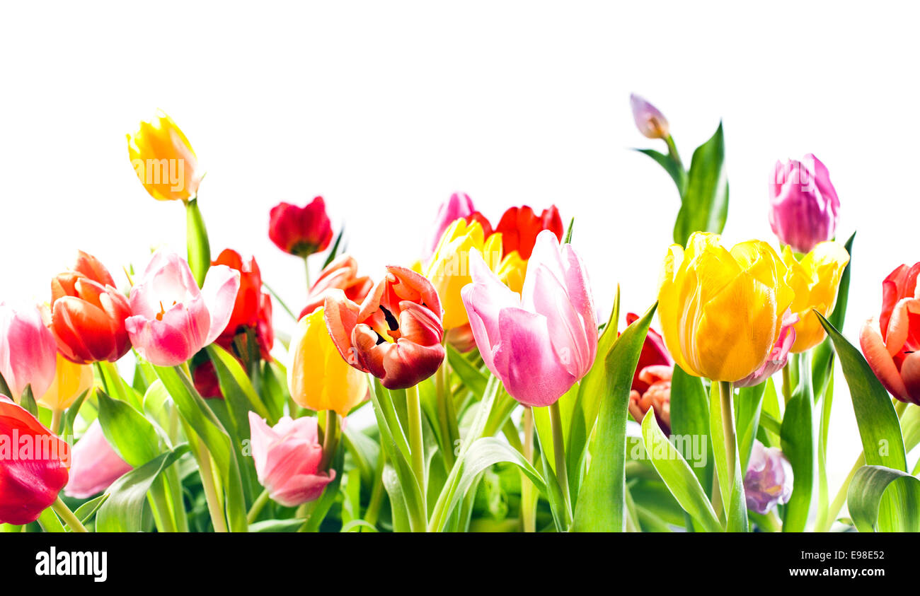 Beautiful spring background of colourful tulips in vibrant reds, yellow and pink isolated on white with copyspace Stock Photo