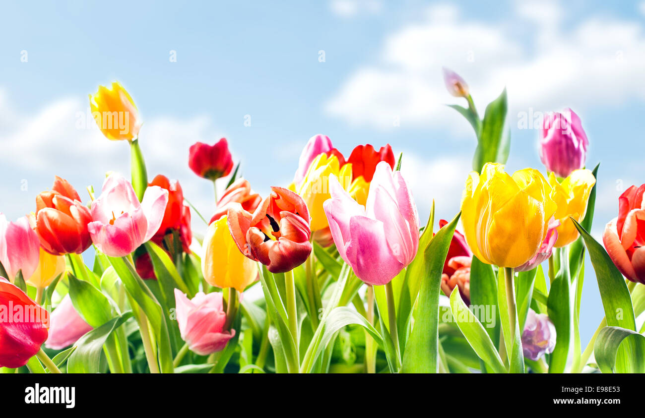 Beautiful botanical background of spring tulips in vibrant reds, pinks and yellow growing outdoors under a sunny blue sky in a flowerbed in a colourful seasonal garden Stock Photo