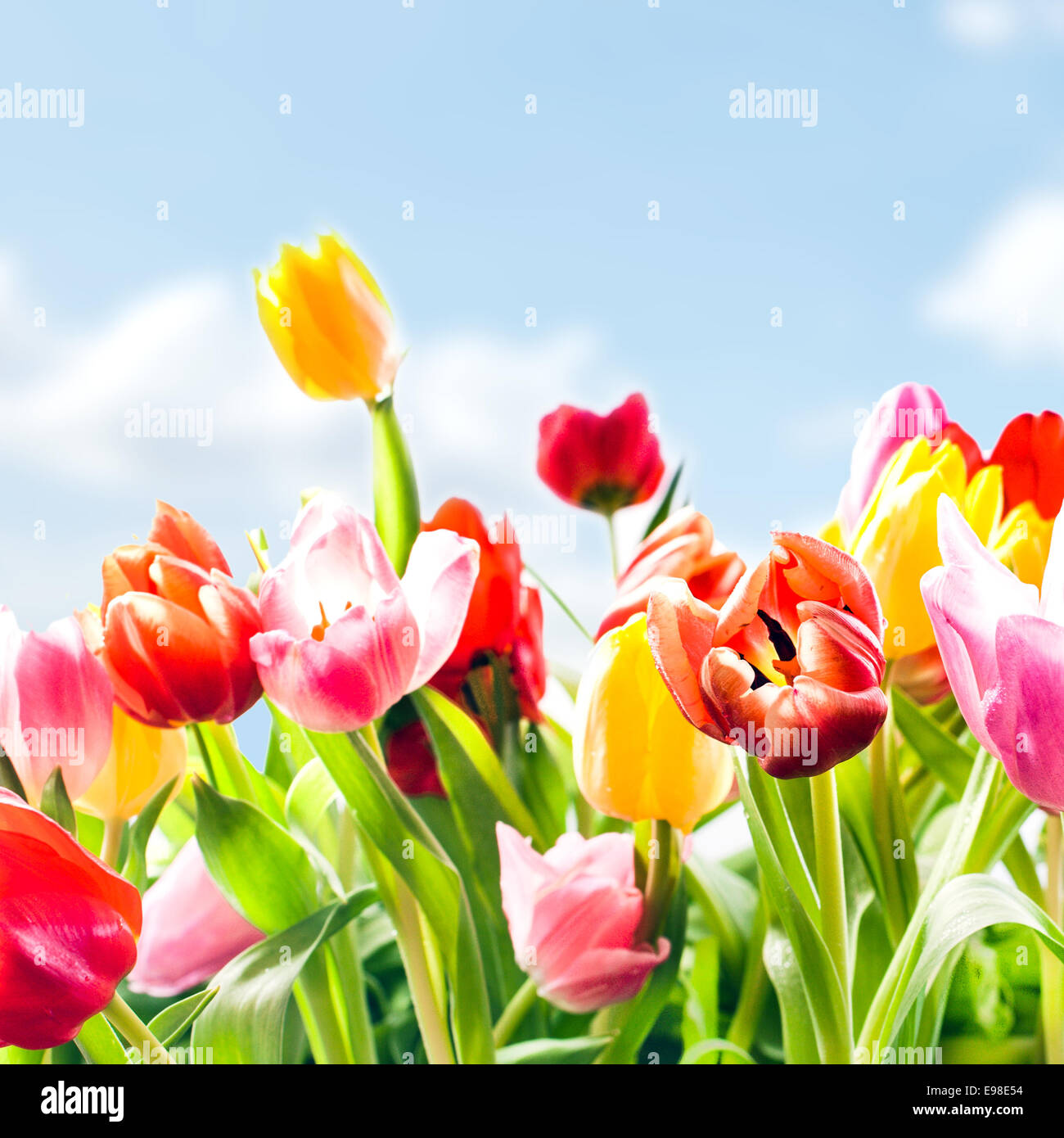 Low angle closeup view of beautiful fresh tulips in vibrant colours growing outdoors under a blue sky in the spring sunshine, square format Stock Photo