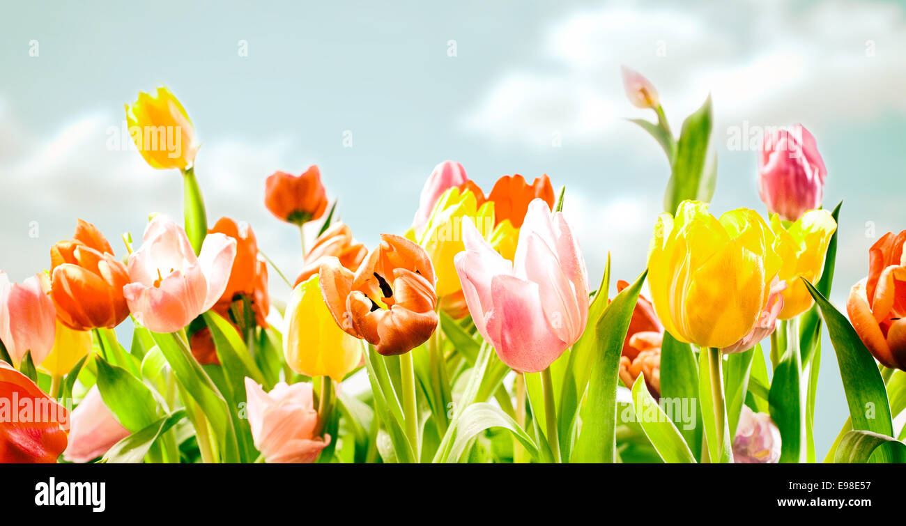 Field of colourful ornamental spring tulips with their fresh green leaves growing outdoors in the warm spring sunshine in a panoramic view Stock Photo