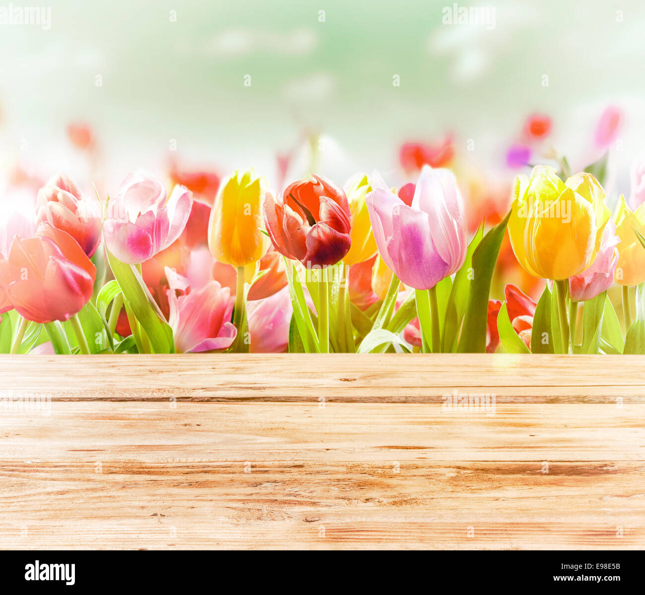 Spring Tulip Desktop Wallpaper