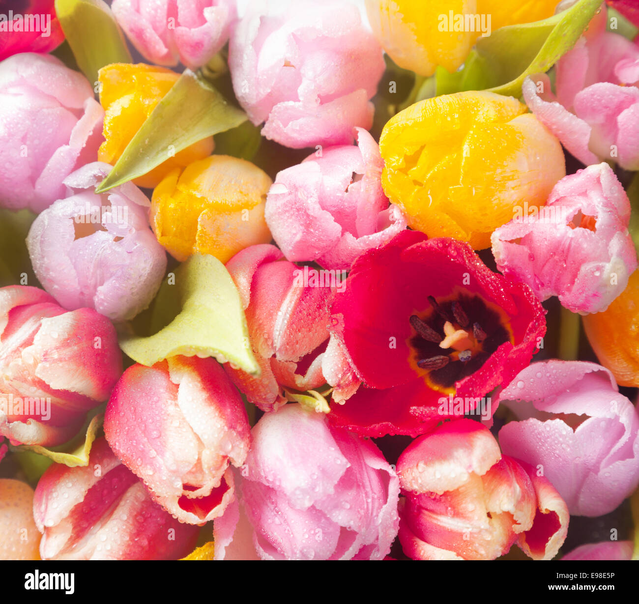 Closeup overhead view of a bouquet of beautiful fresh colourful spring tulips in square format for a seasonal background Stock Photo