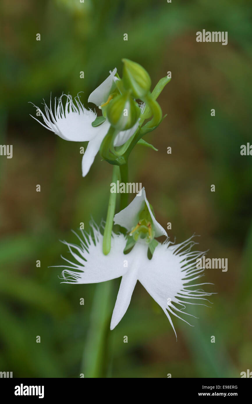 Fringed Orchid Stock Photo