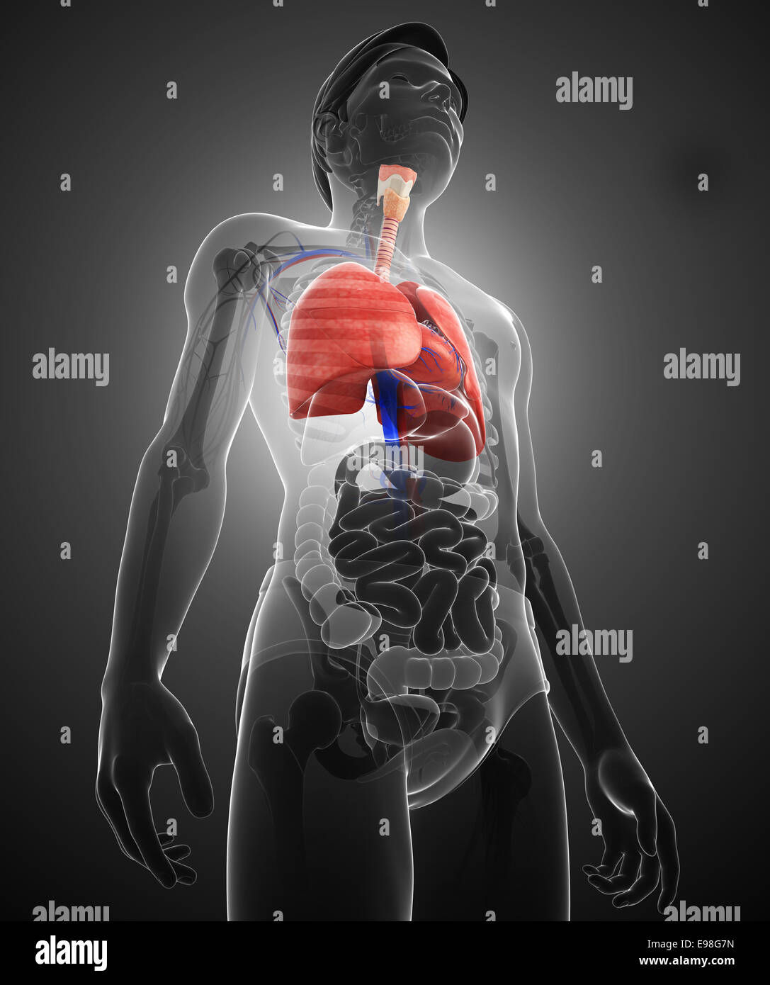 Illustration of male lungs anatomy Stock Photo - Alamy