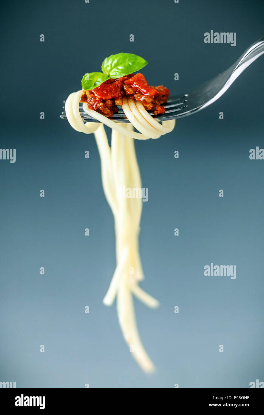 Italian spaghetti twirled around on a fork with meaty bolognaise sauce and fresh basil leaves against a graduated grey background with copyspace Stock Photo