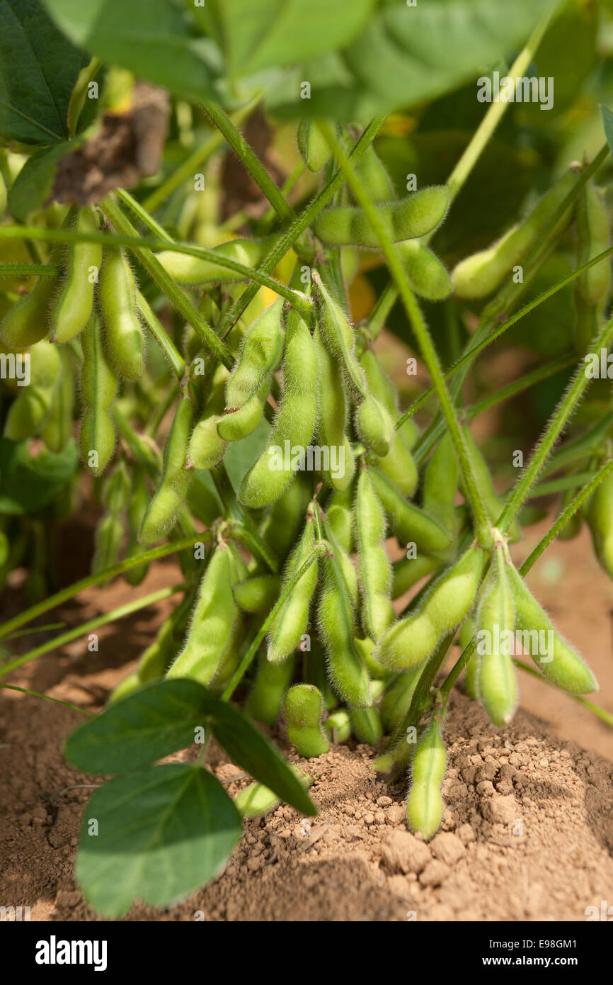 Edamame soy beans Stock Photo - Alamy