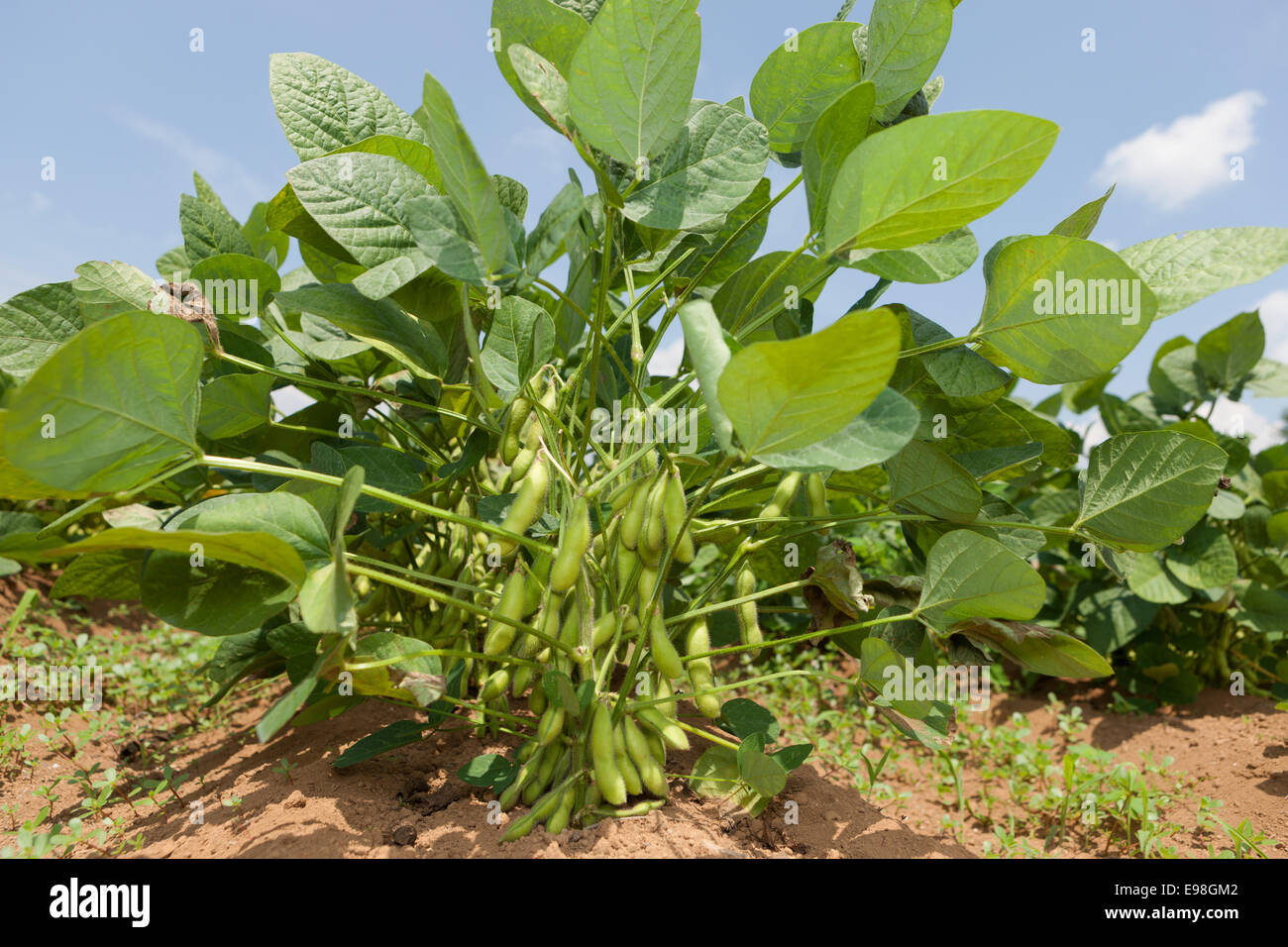 Edamame soy beans Stock Photo - Alamy