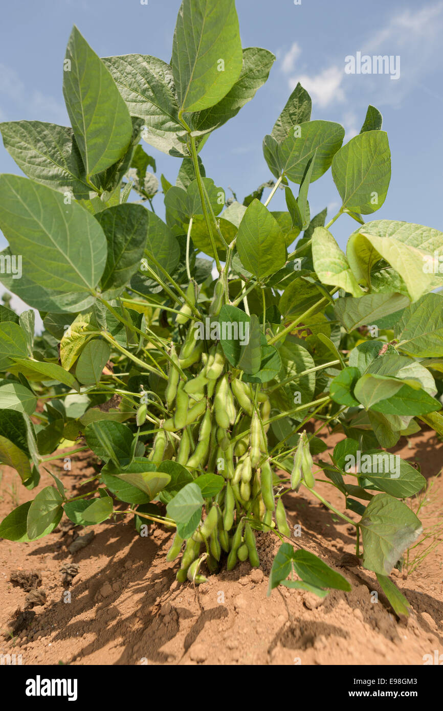 Edamame soy beans Stock Photo - Alamy
