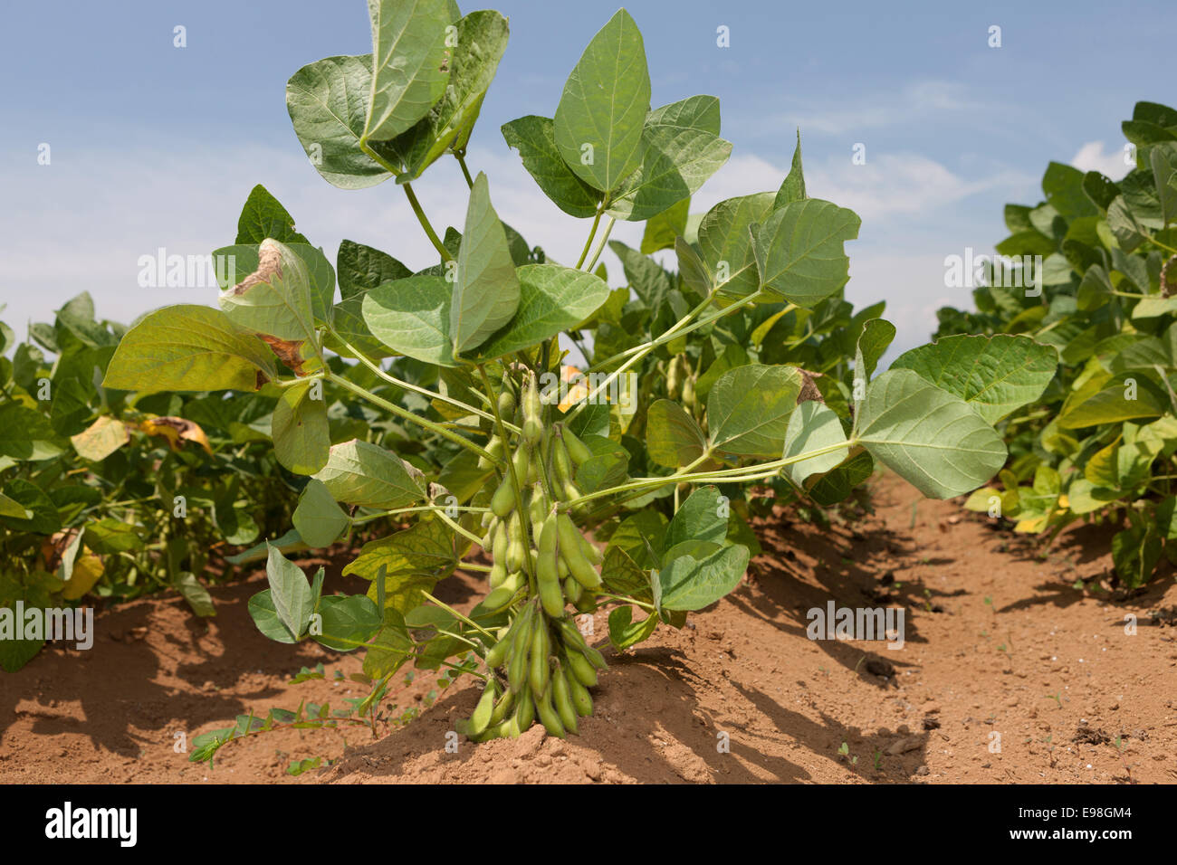 Edamame soy beans Stock Photo - Alamy