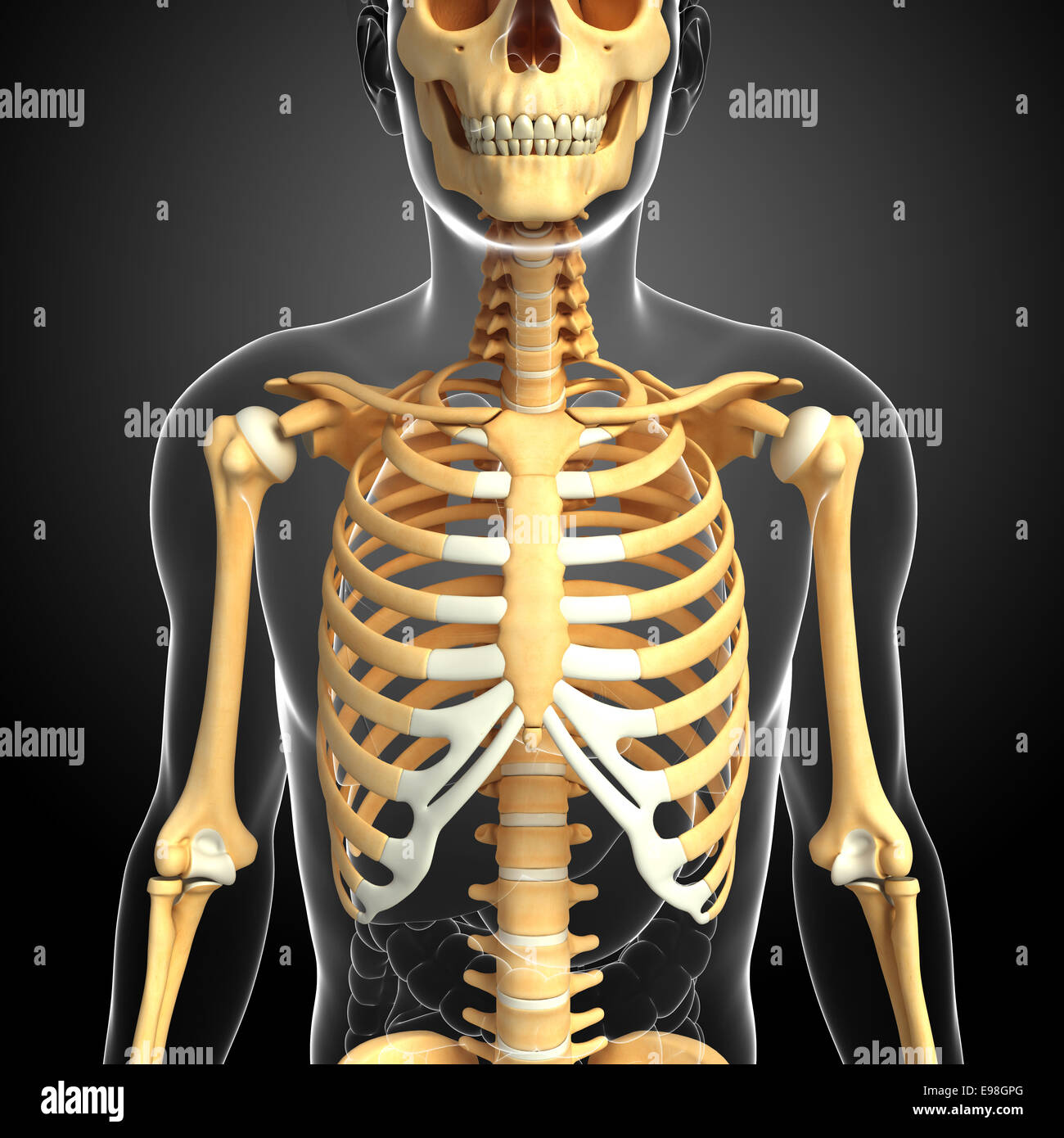 Illustration of human front view skeleton Stock Photo - Alamy