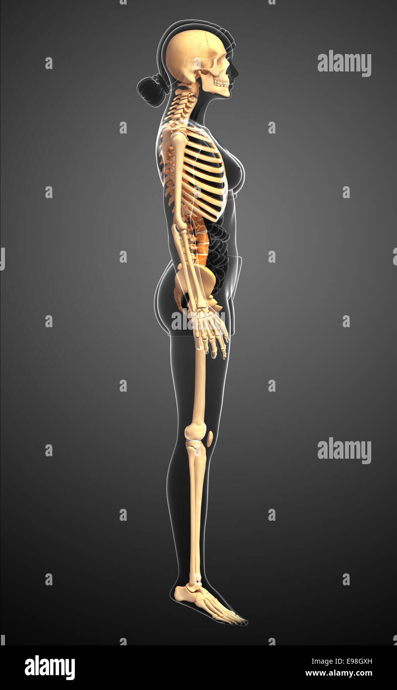 Skeleton Side View High Resolution Stock Photography and Images - Alamy